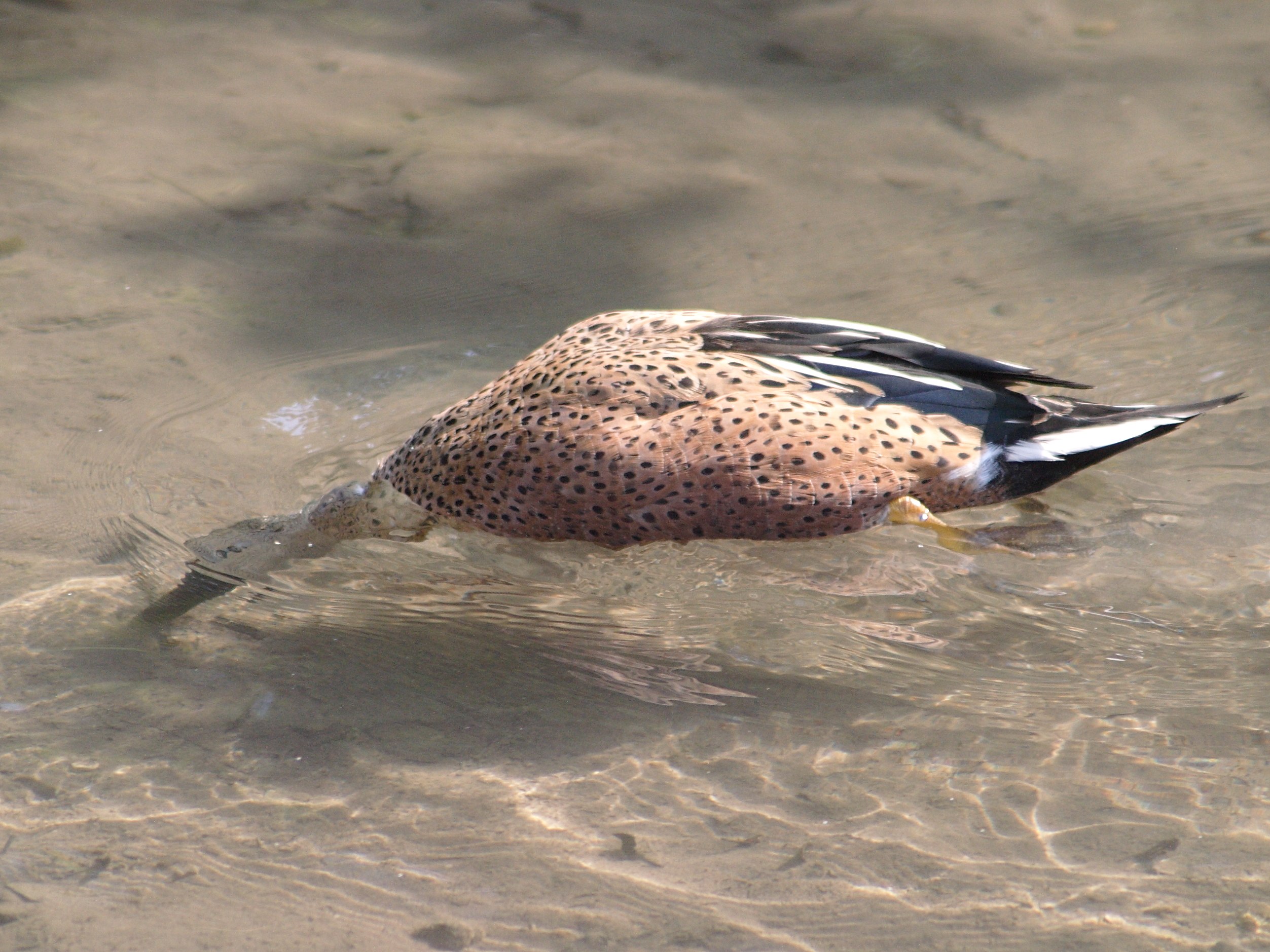 souchet_d-argentine_-_anas_platalea2bd