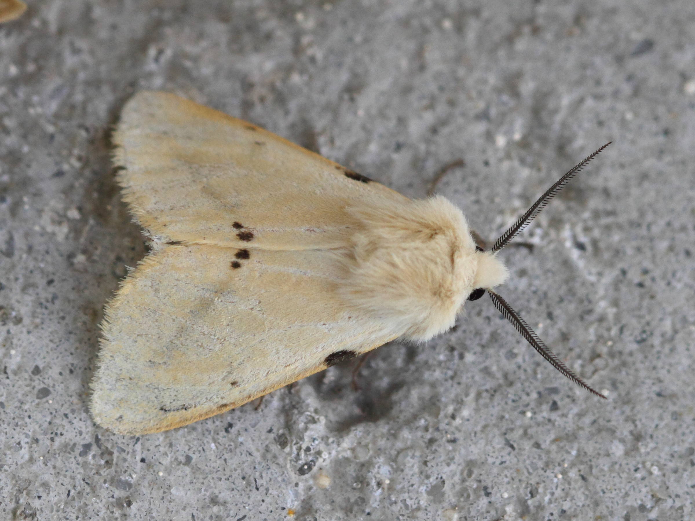 spilosoma_lutea2bd