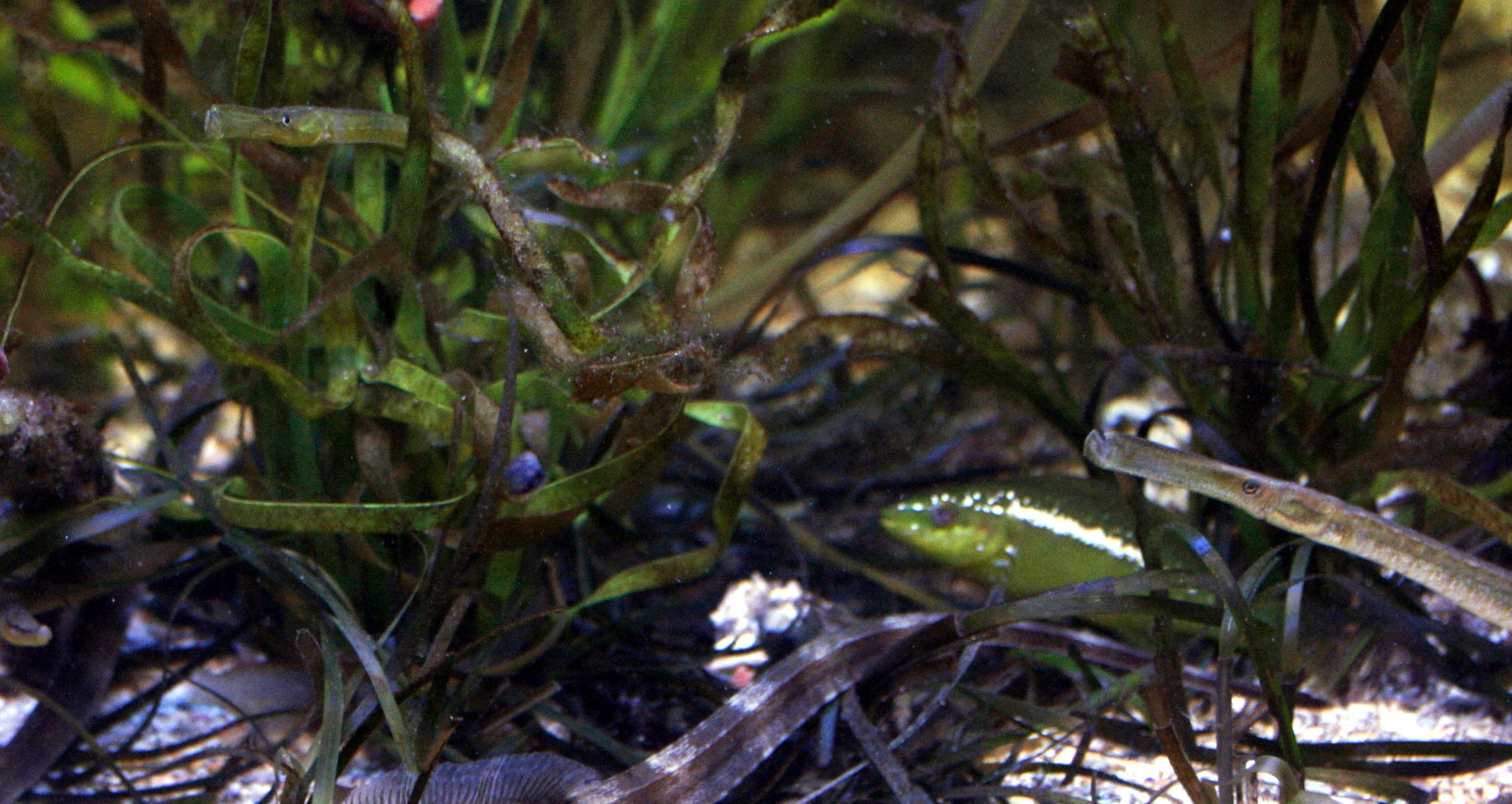 syngnathus_typhle1md