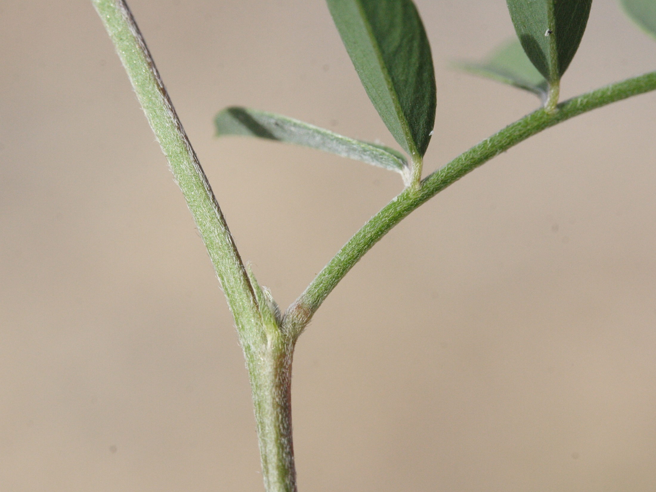 tephrosia_purpurea4md