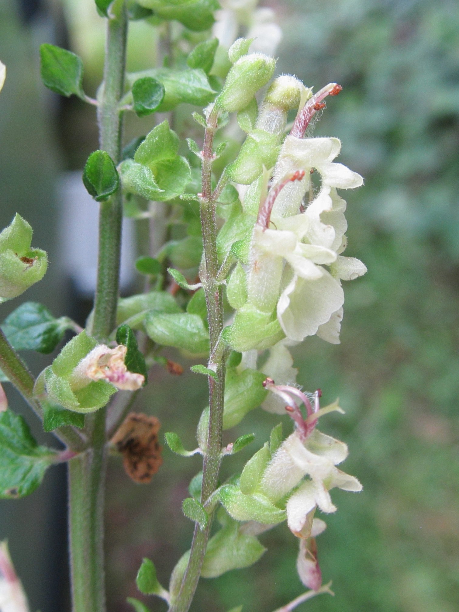 Afficher le média teucrium_scorodonia4bbd teucrium_scorodonia4bbd