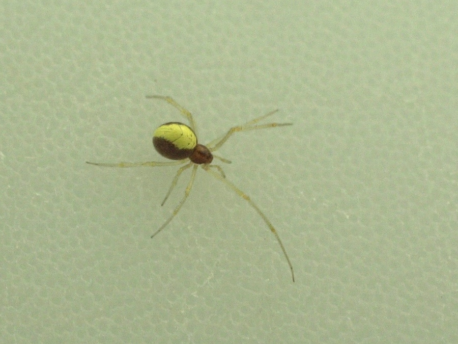 theridion_bimaculatum1md