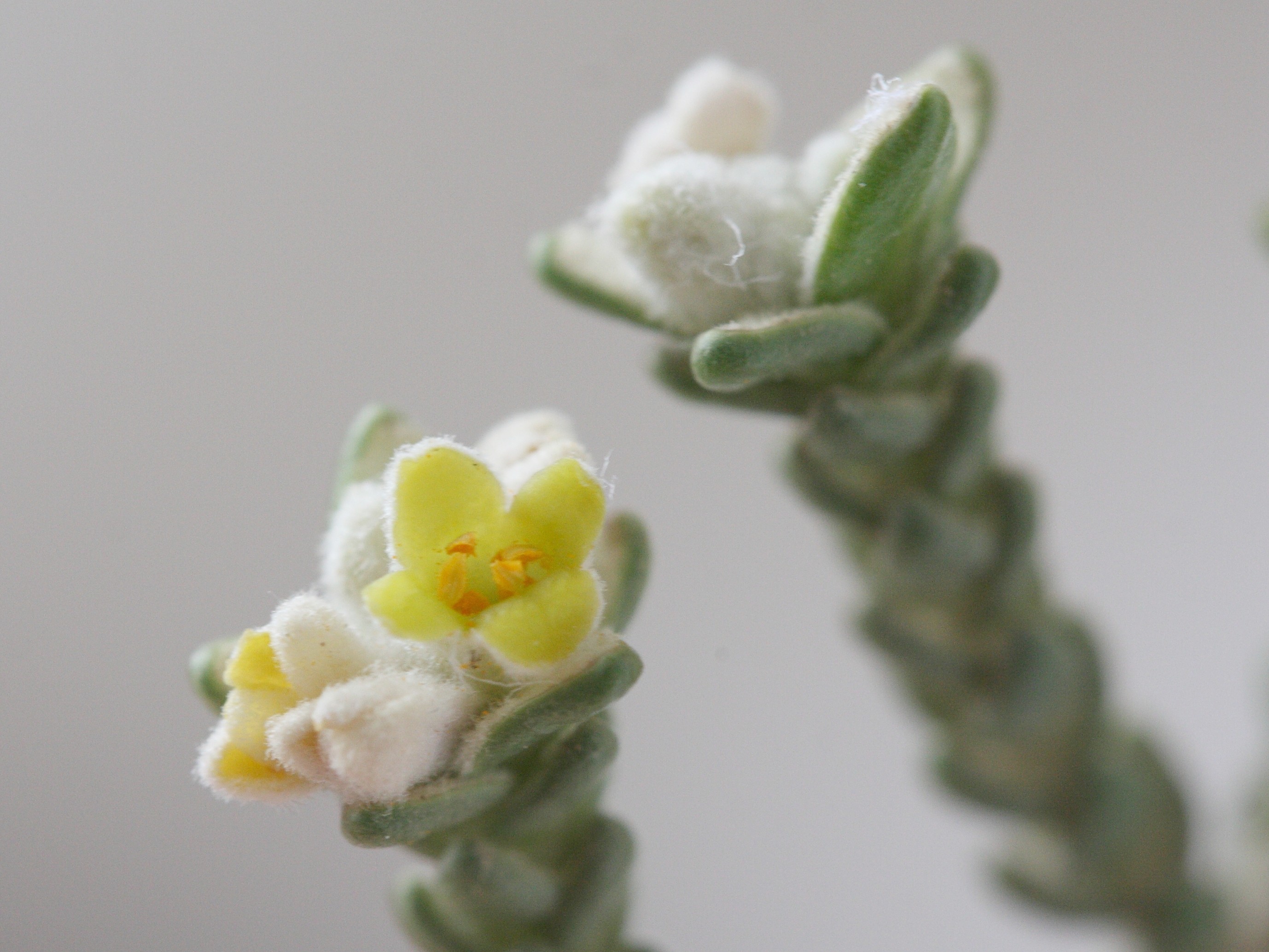 Afficher le média thymelaea_hirsuta8md thymelaea_hirsuta8md