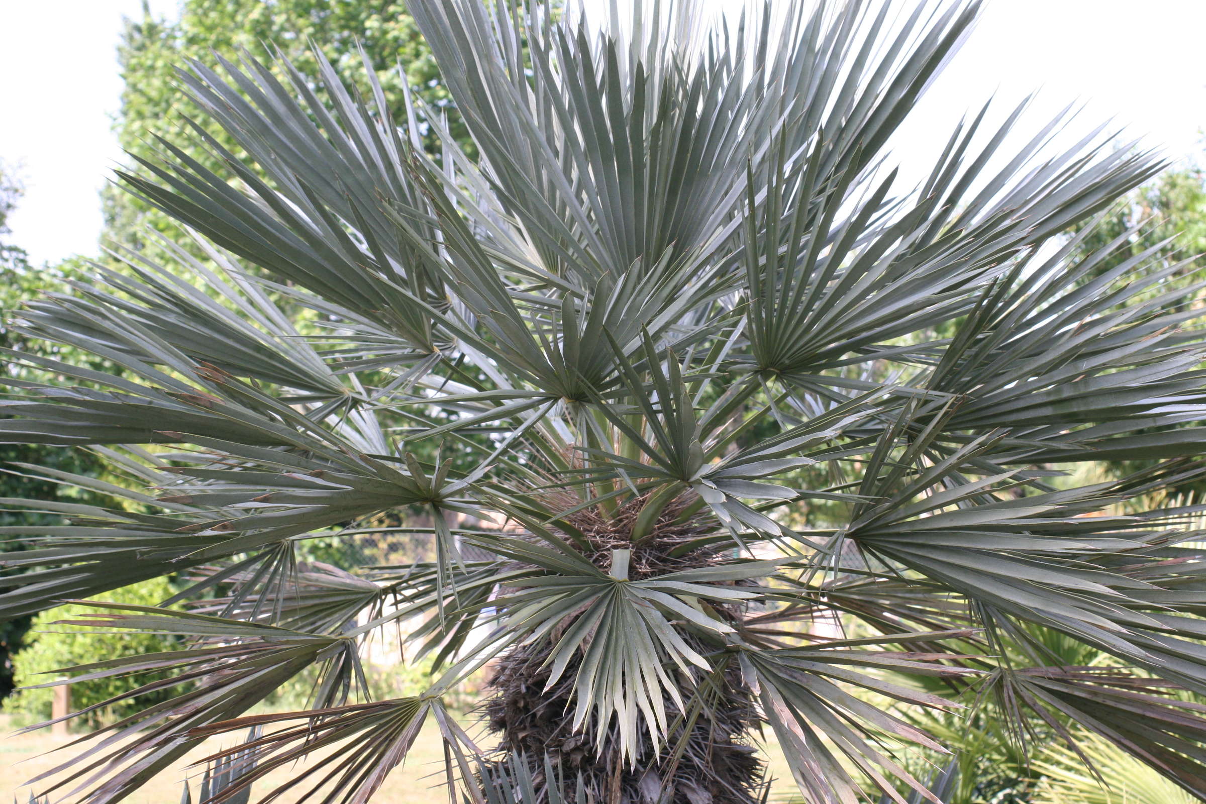 trithrinax_campestris2md