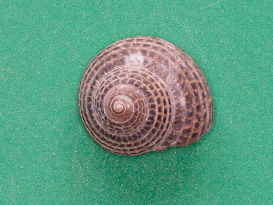 umbonium_moniliferum2md