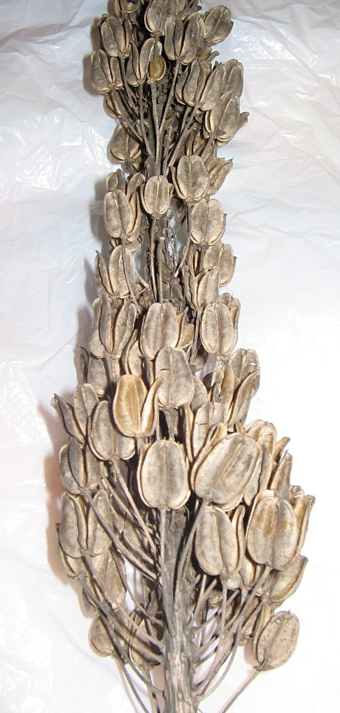 urginea_maritima4btd