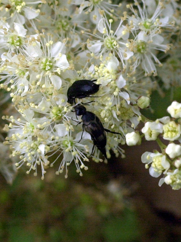 Afficher le média variimorda_villosa variimorda_villosa