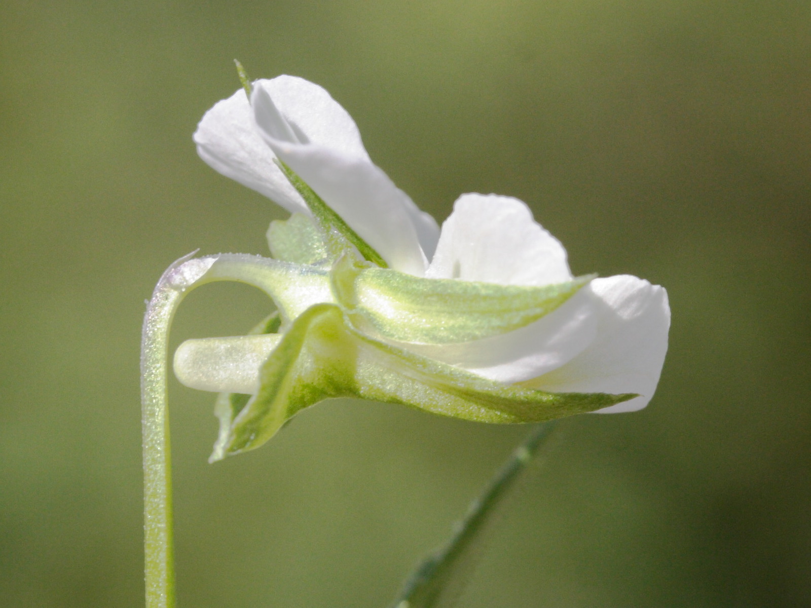 viola_arvensis4md