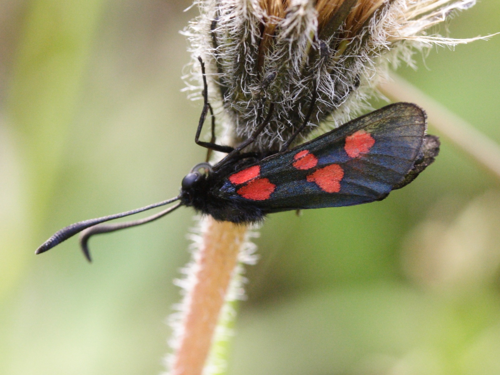 zygaena_trifolii5md