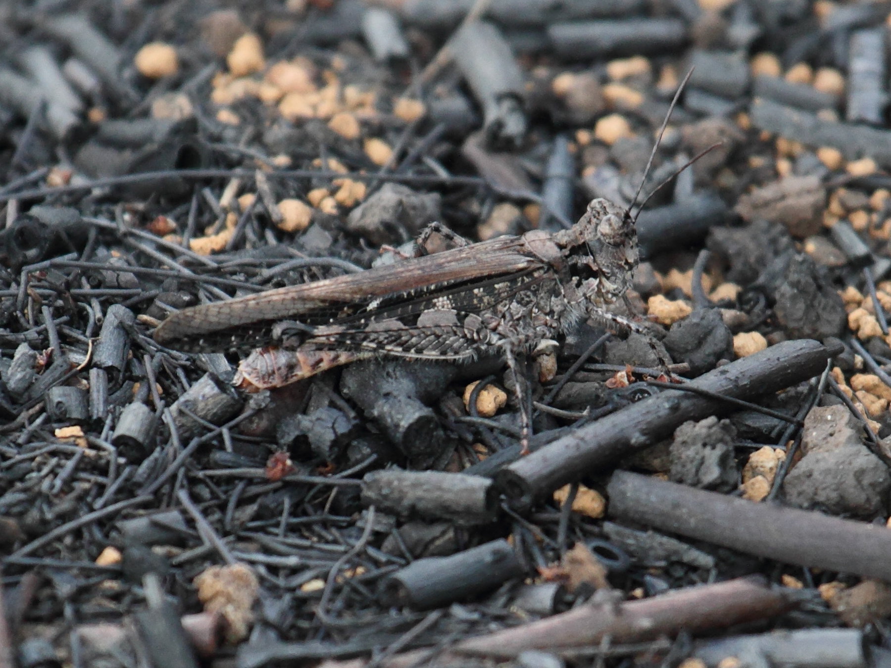 acrotylus_patruelis3bd