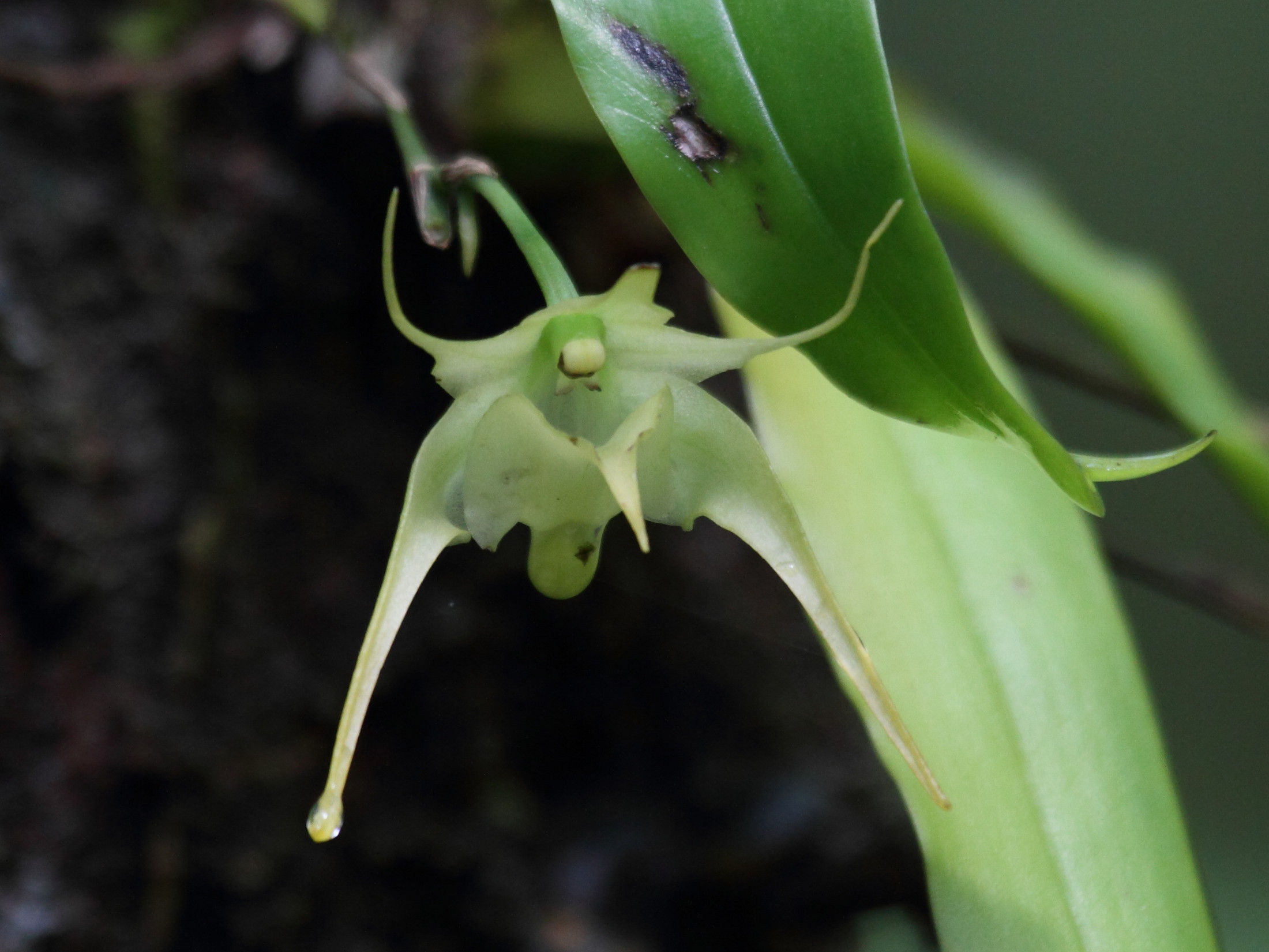 aeranthes_arachnitis3bd