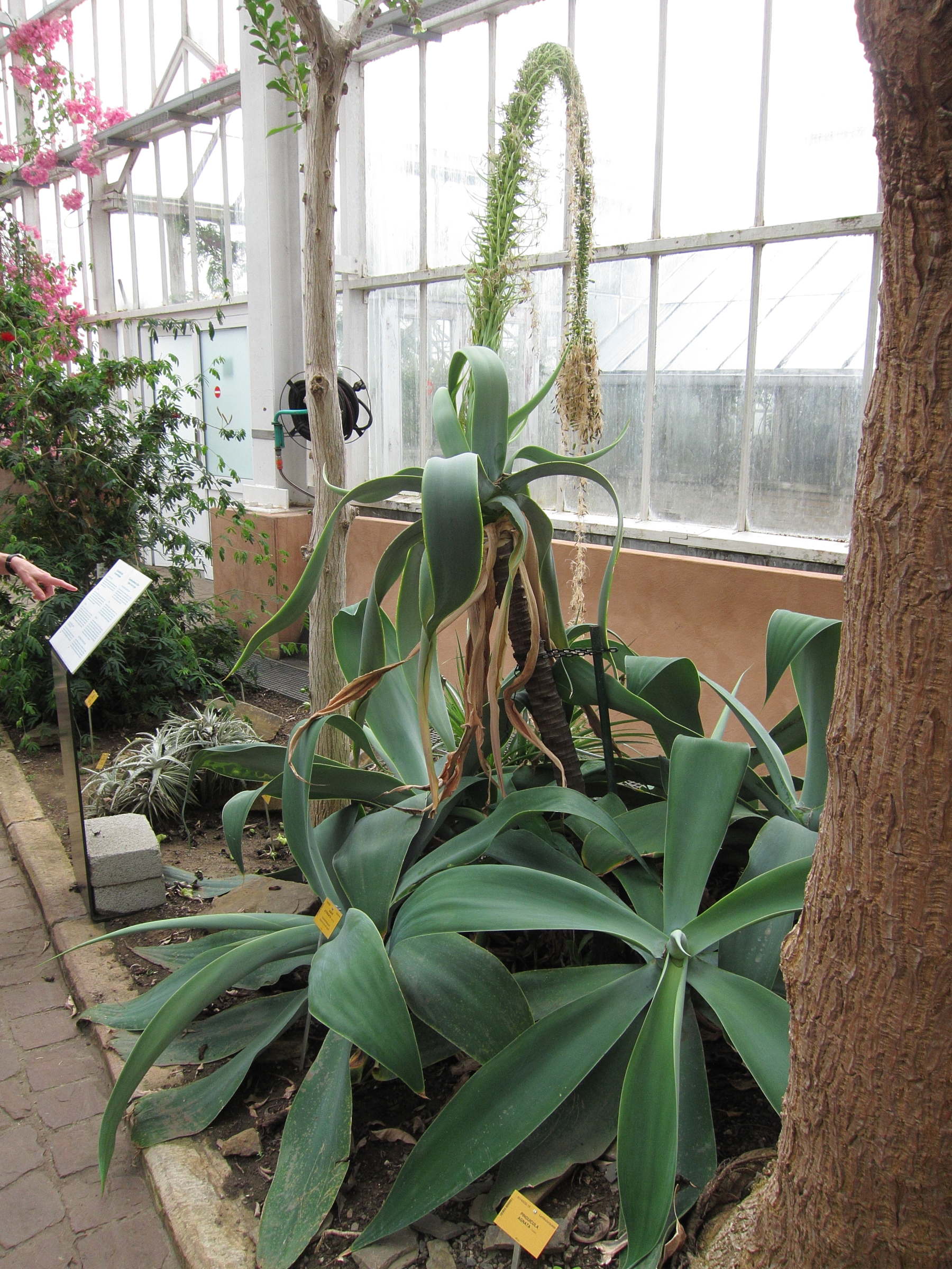 Afficher le média agave_attenuata1bd agave_attenuata1bd