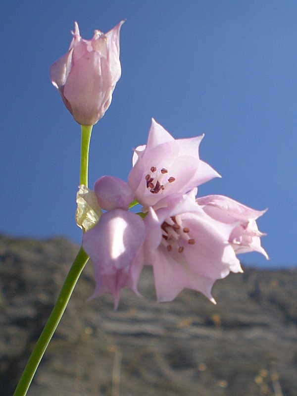 allium_narcissiflorum2gv