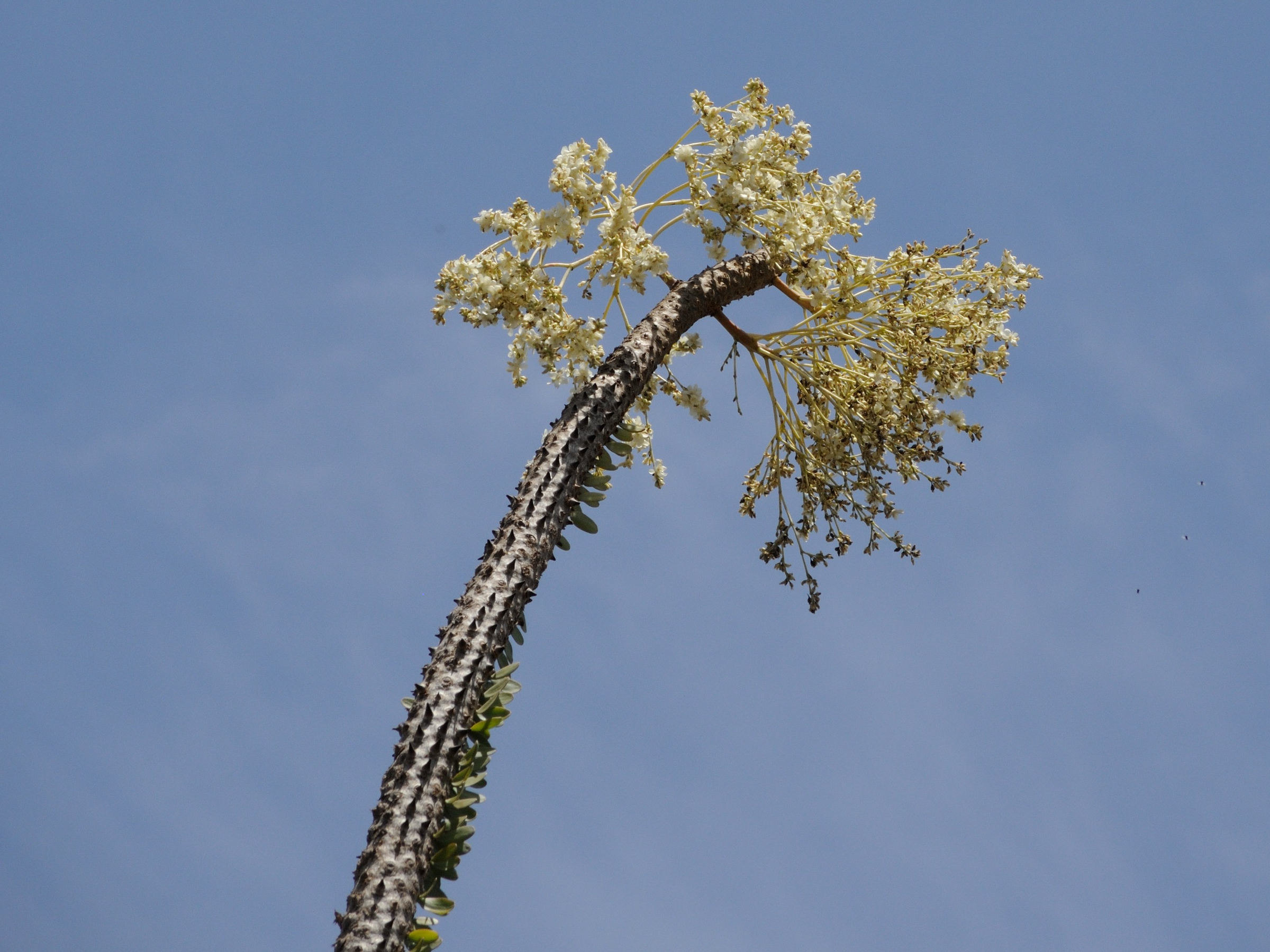 alluaudia_procera2md