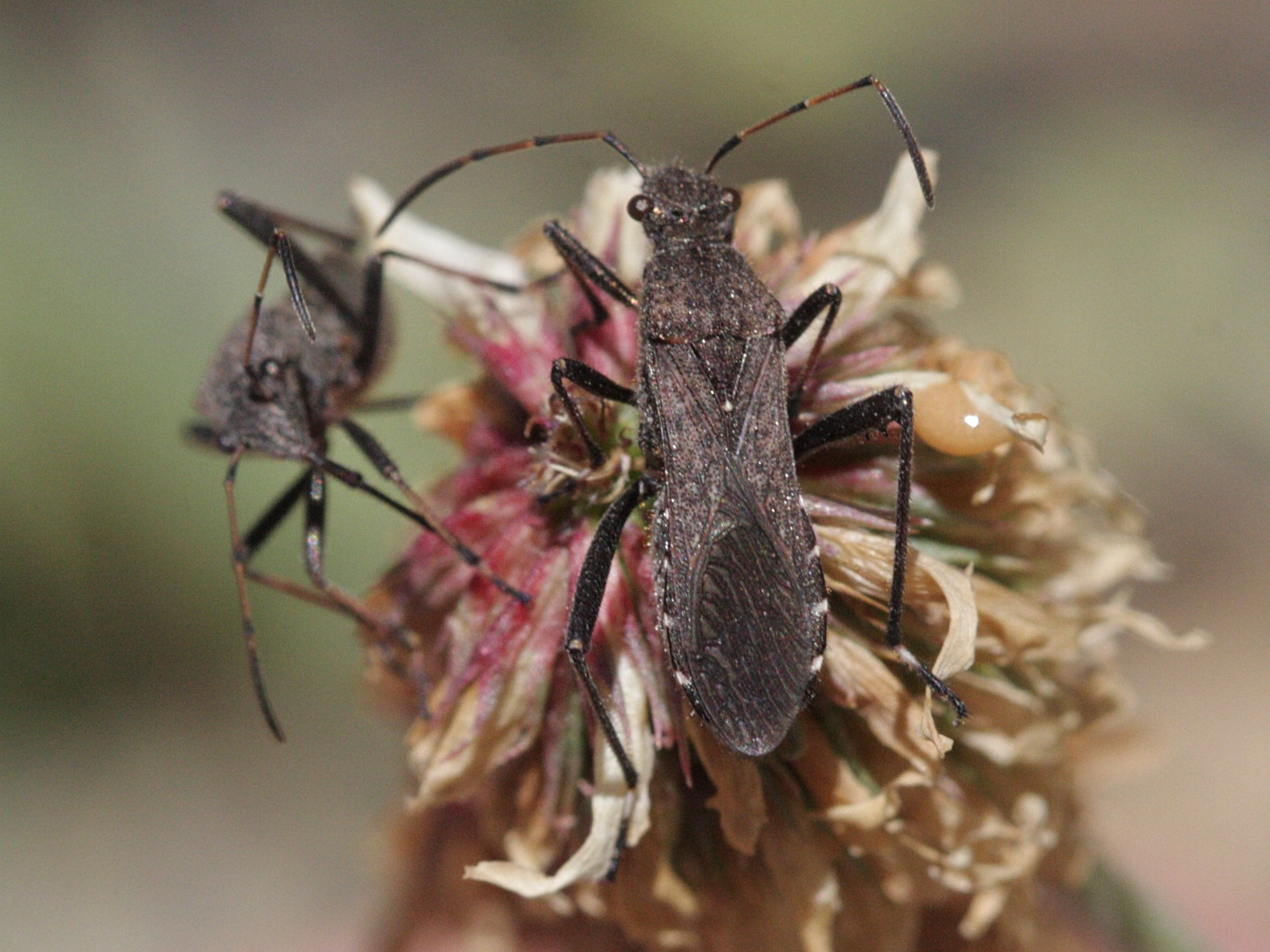 alydus_calcaratus2bd