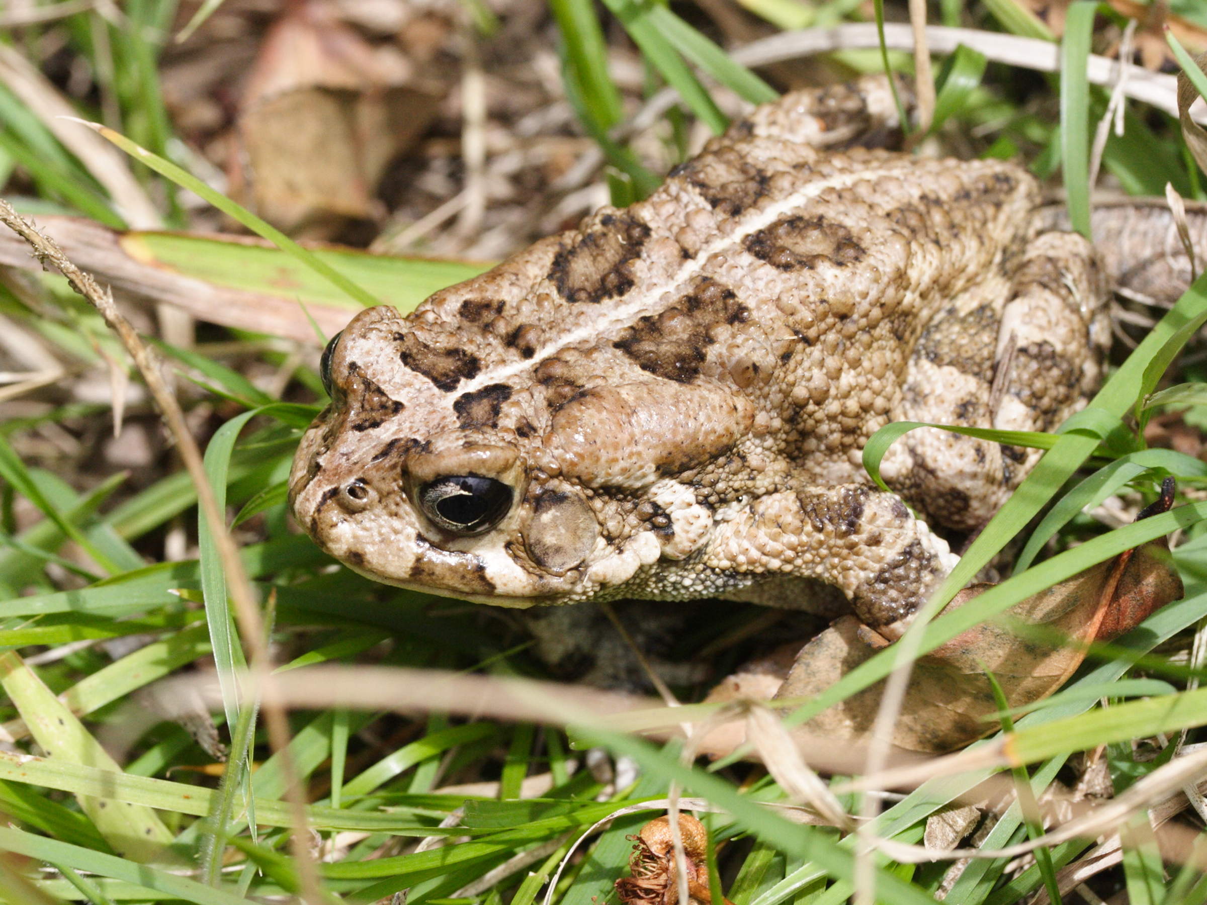 amietophrynus_gutturalis4md