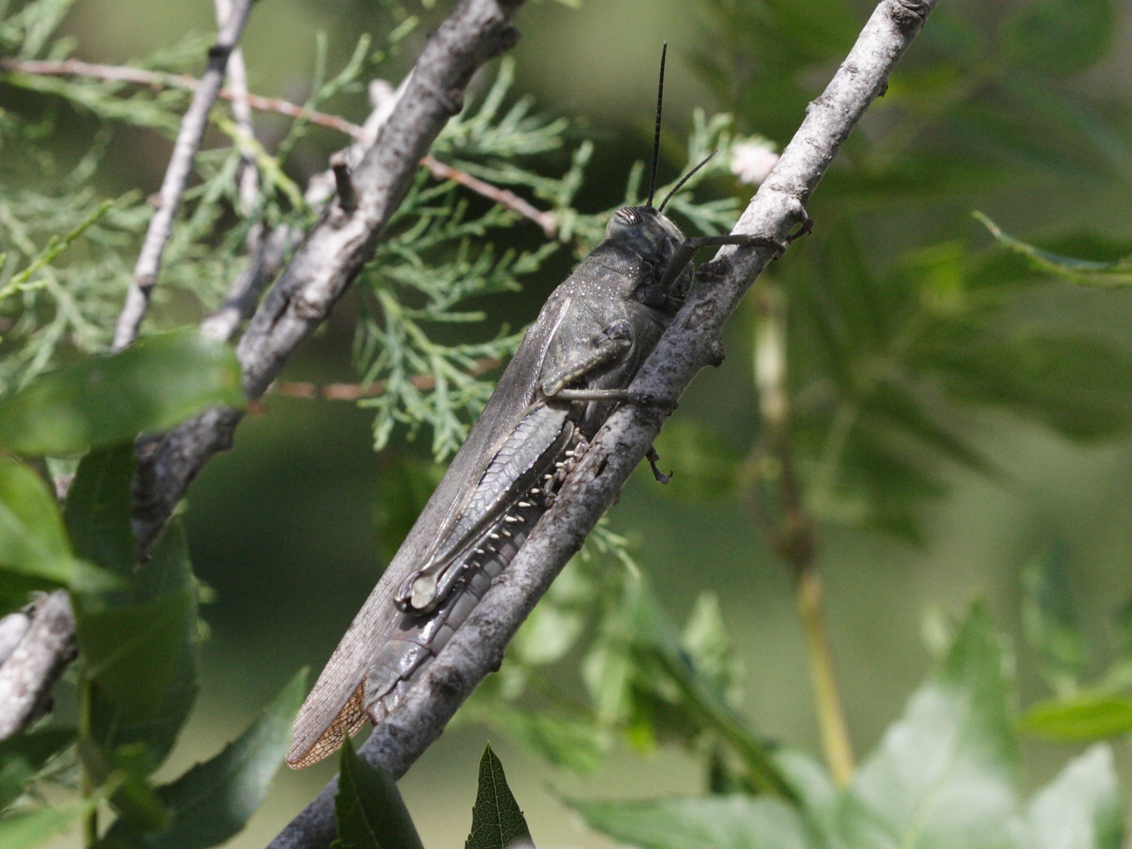 anacridium_aegyptium4md