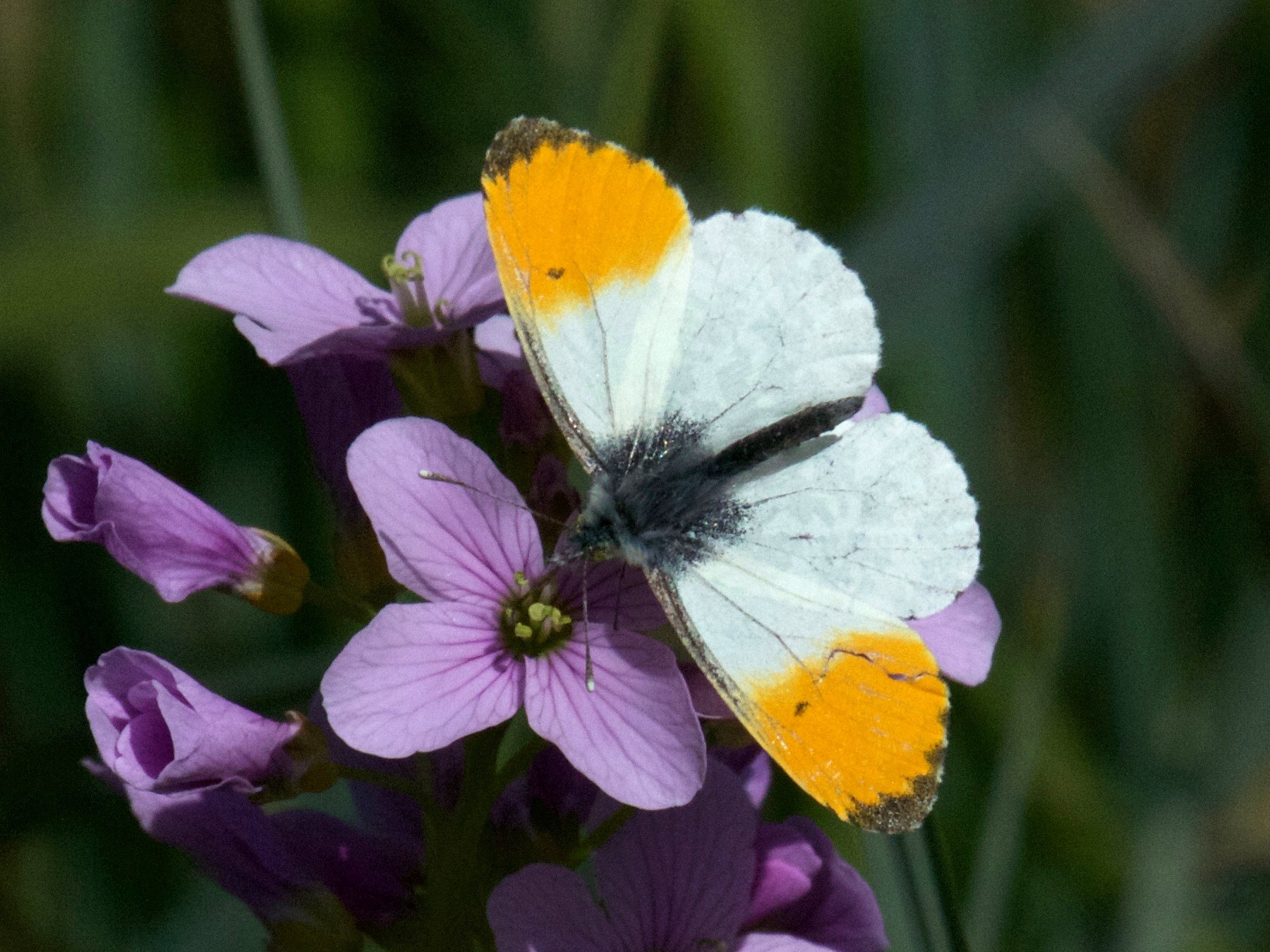 Anthocharis_cardamines