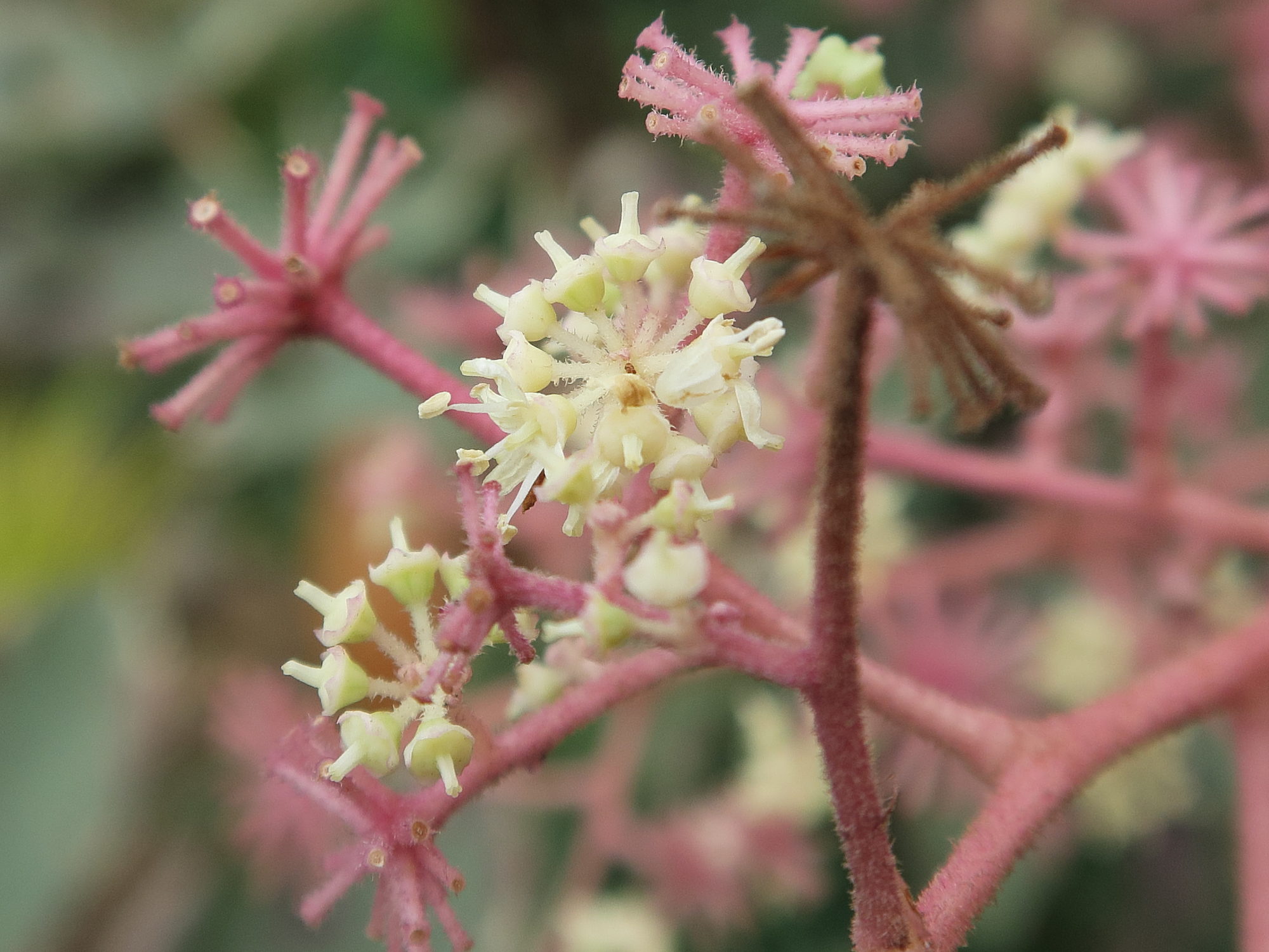 aralia_elata_variegata2md