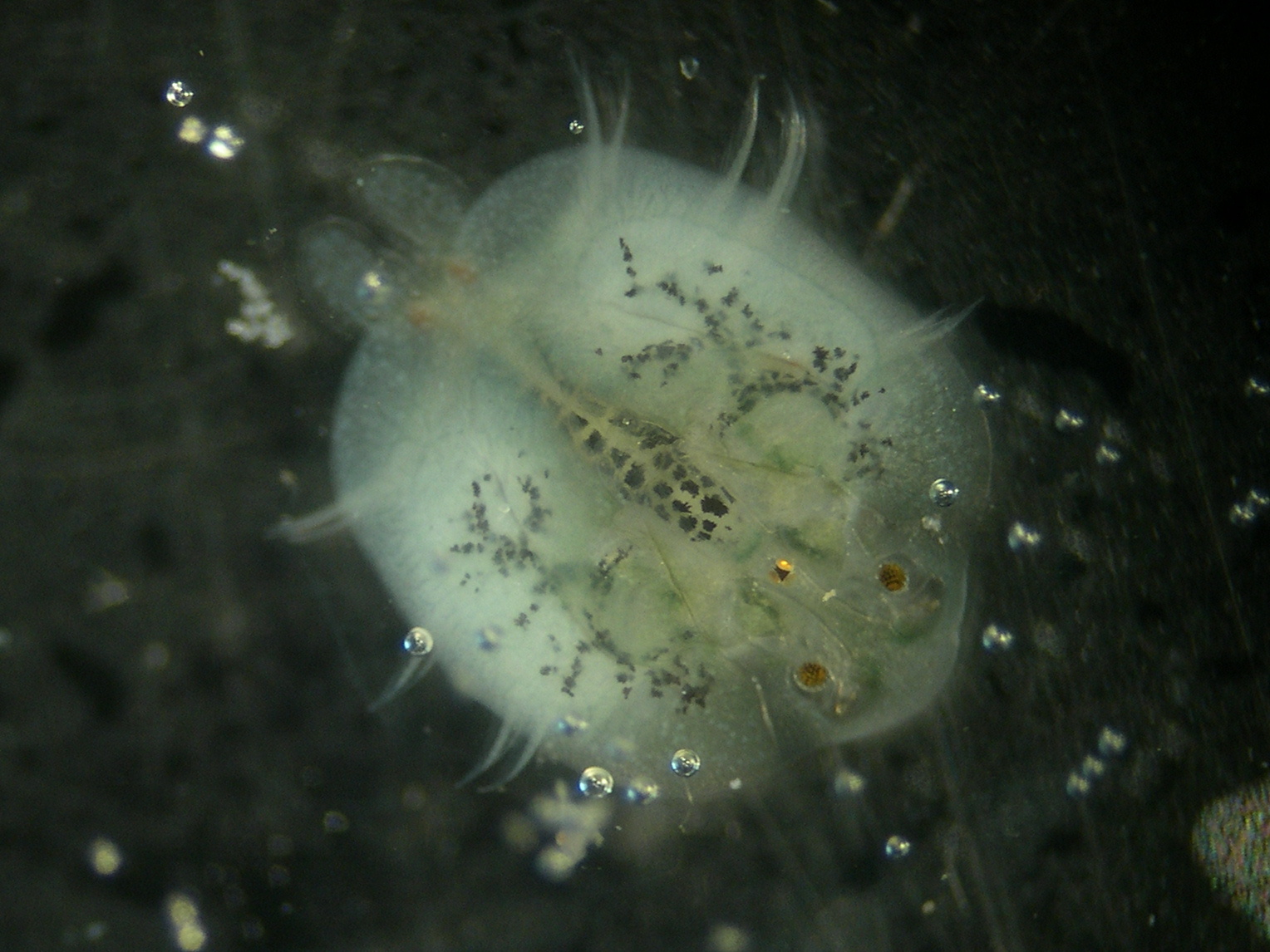 argulus_foliaceus1md