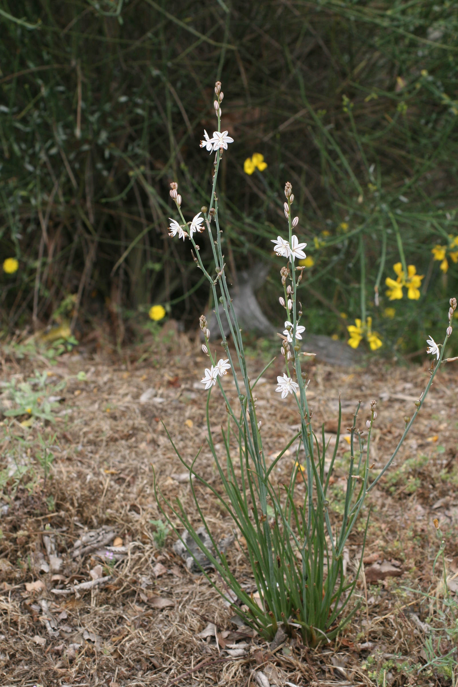Afficher le média asphodelus_fistulosus1bmd asphodelus_fistulosus1bmd