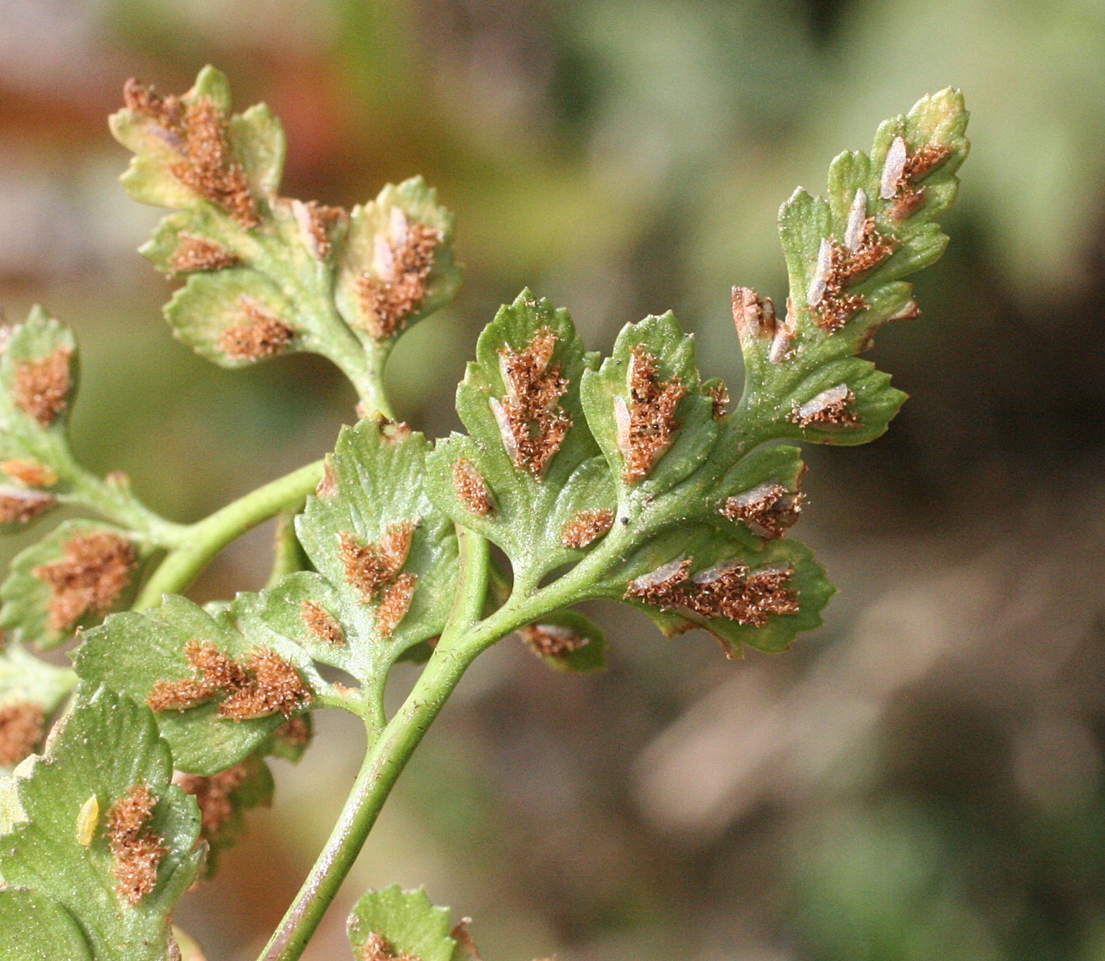 asplenium_billotii2md