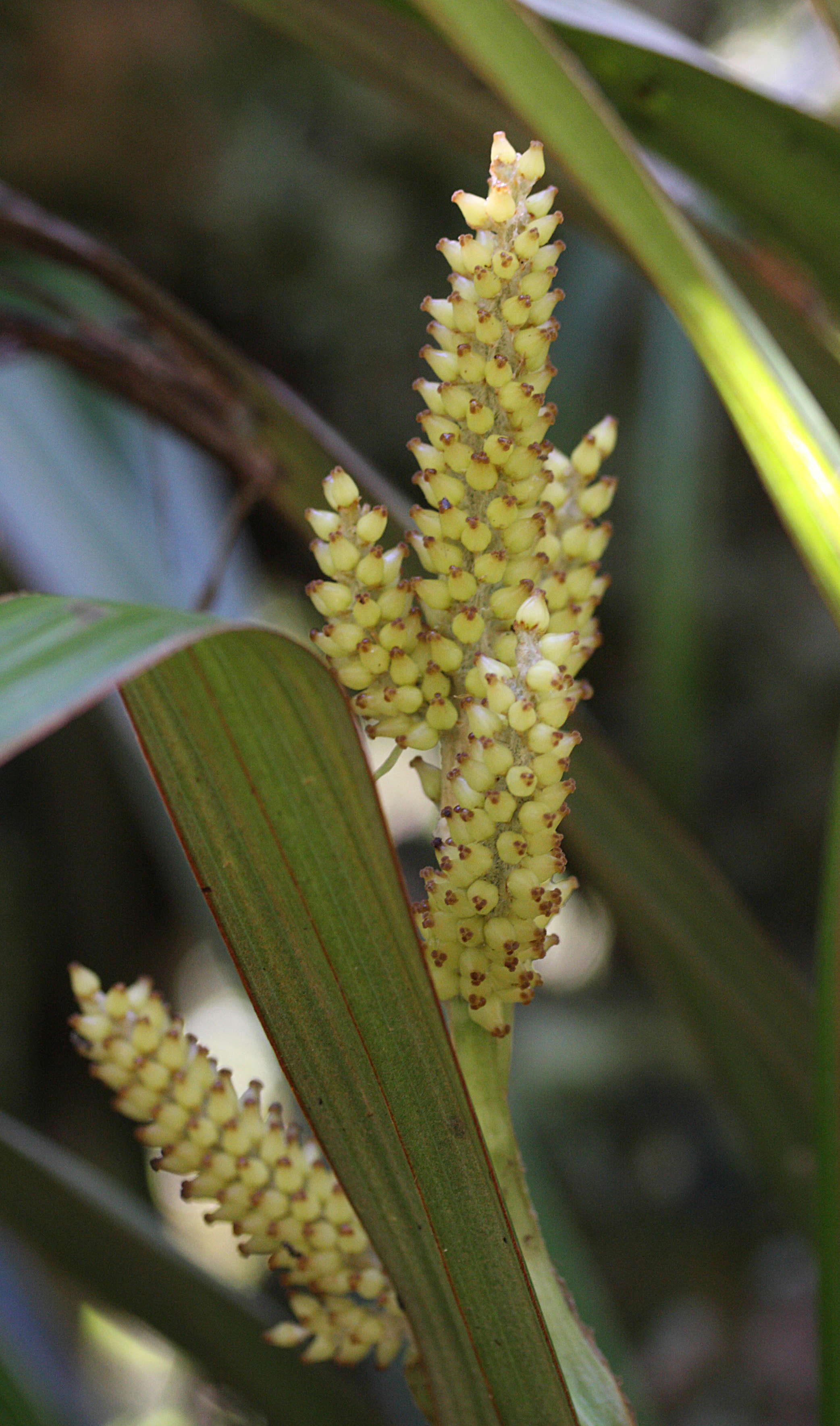 astelia_hemichrysa3md