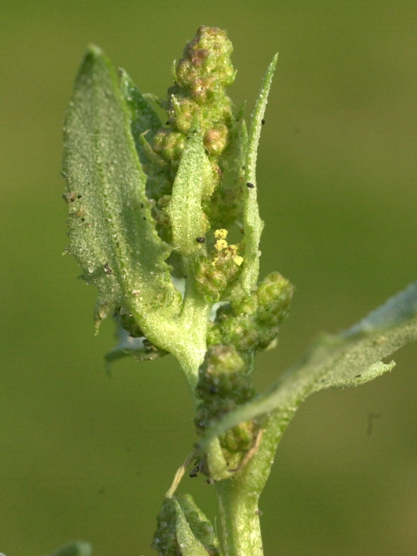 atriplex_laciniata3amd