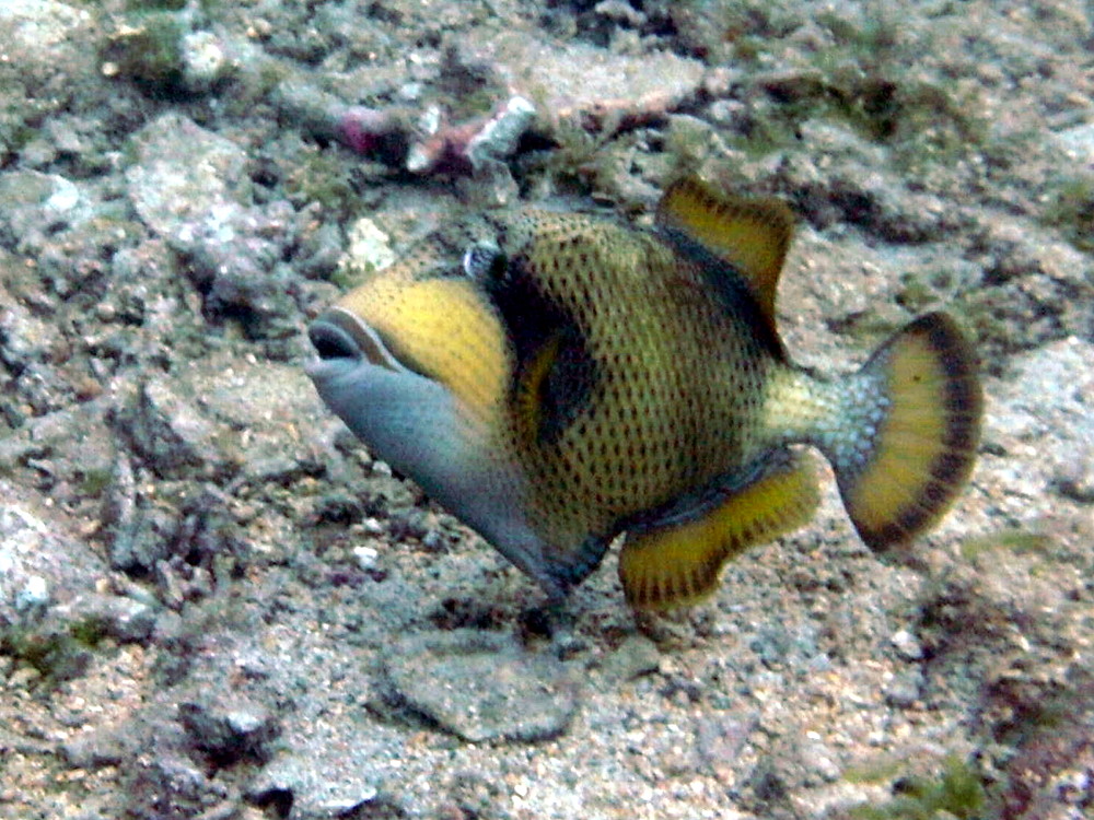 Afficher le média balistoides_viridescens1bd balistoides_viridescens1bd