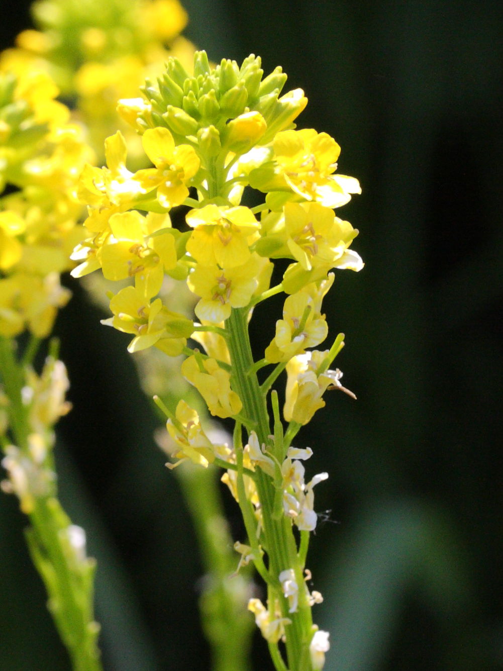 barbarea_intermedia2bmd