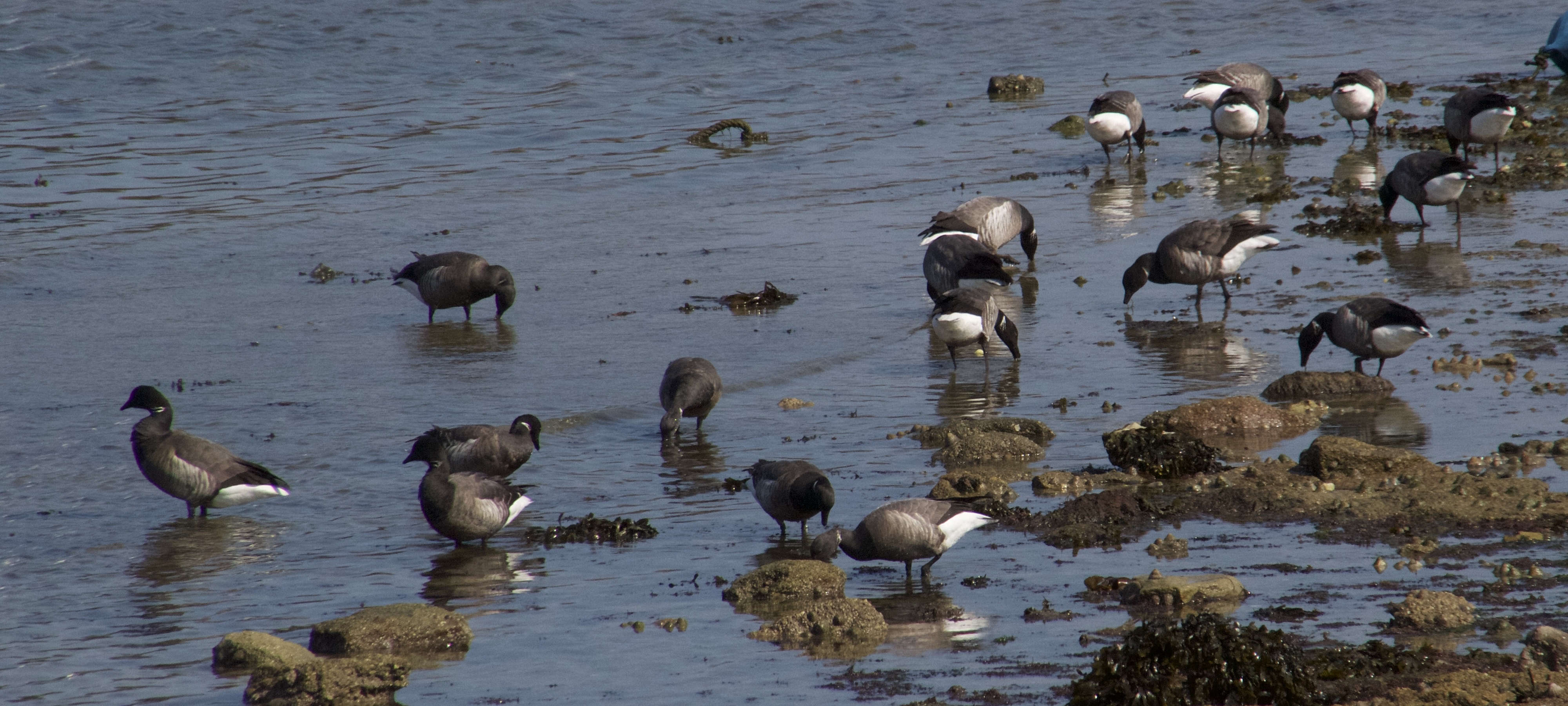 bernache_cravant_-_branta_bernicla7md