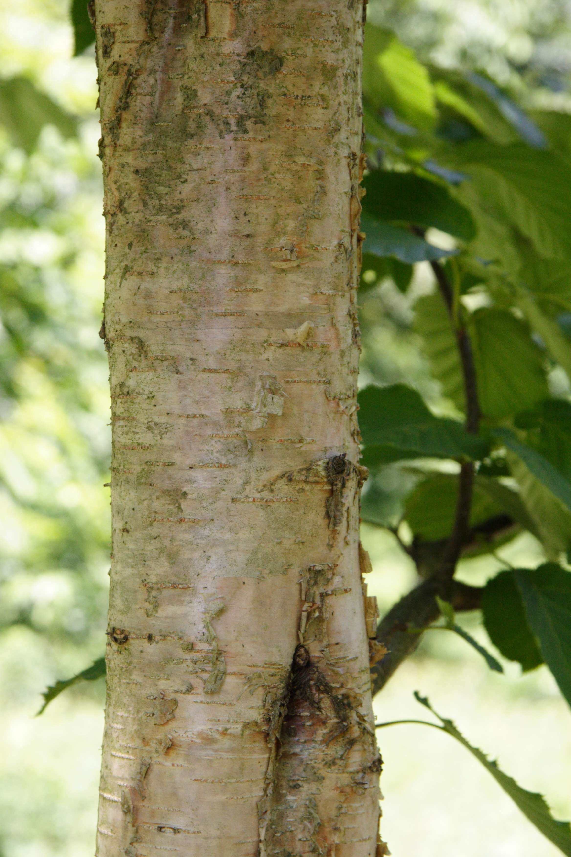 betula_maximowicziana2md