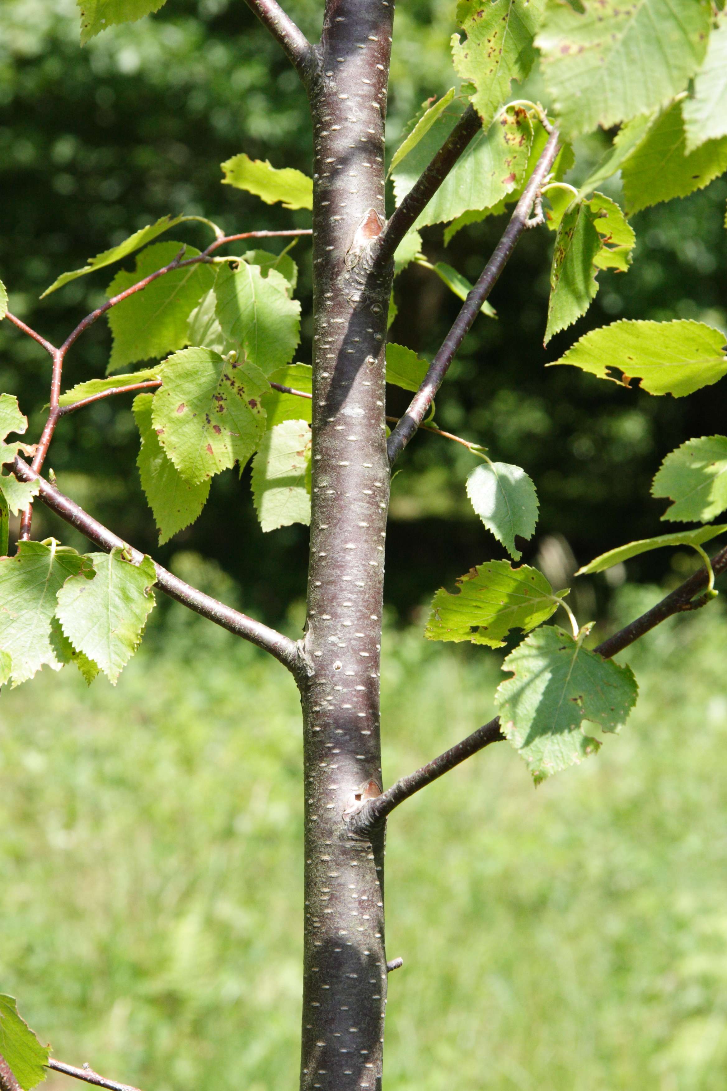 betula_papyrifera1md