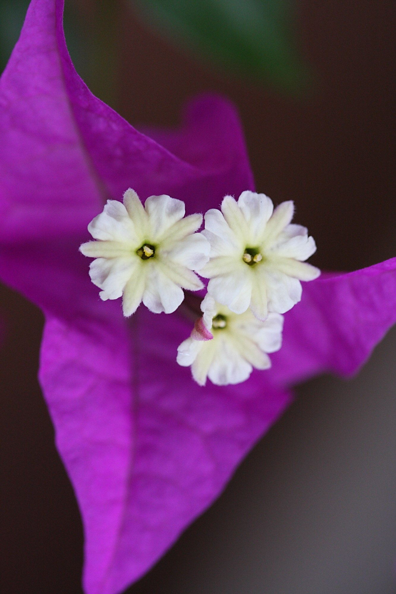 bougainvillea_glabra6md