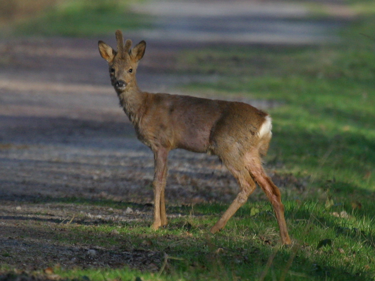 capreolus_capreolus3bd