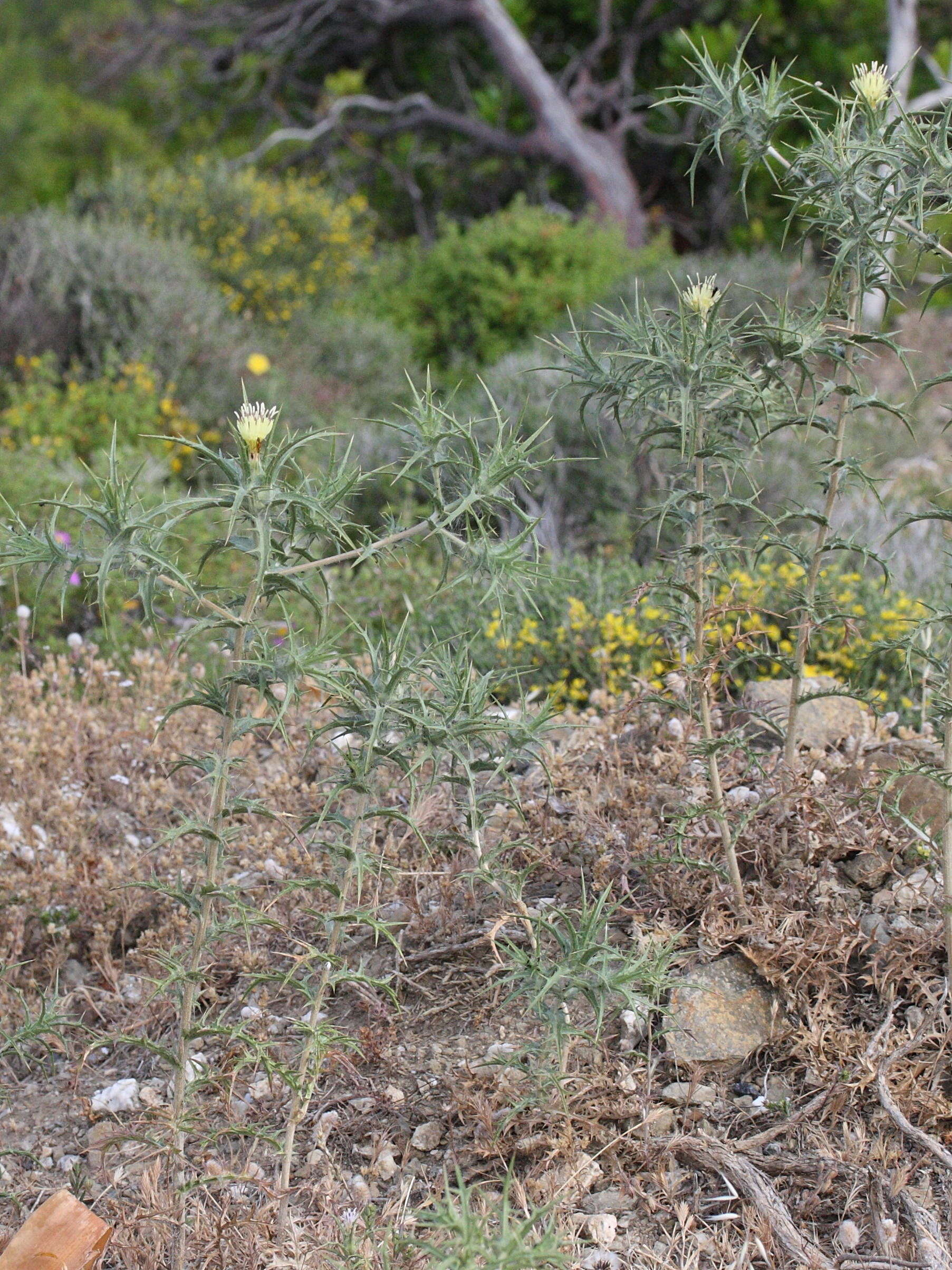 Afficher le média carthamus_lanatus_baeticus1md carthamus_lanatus_baeticus1md