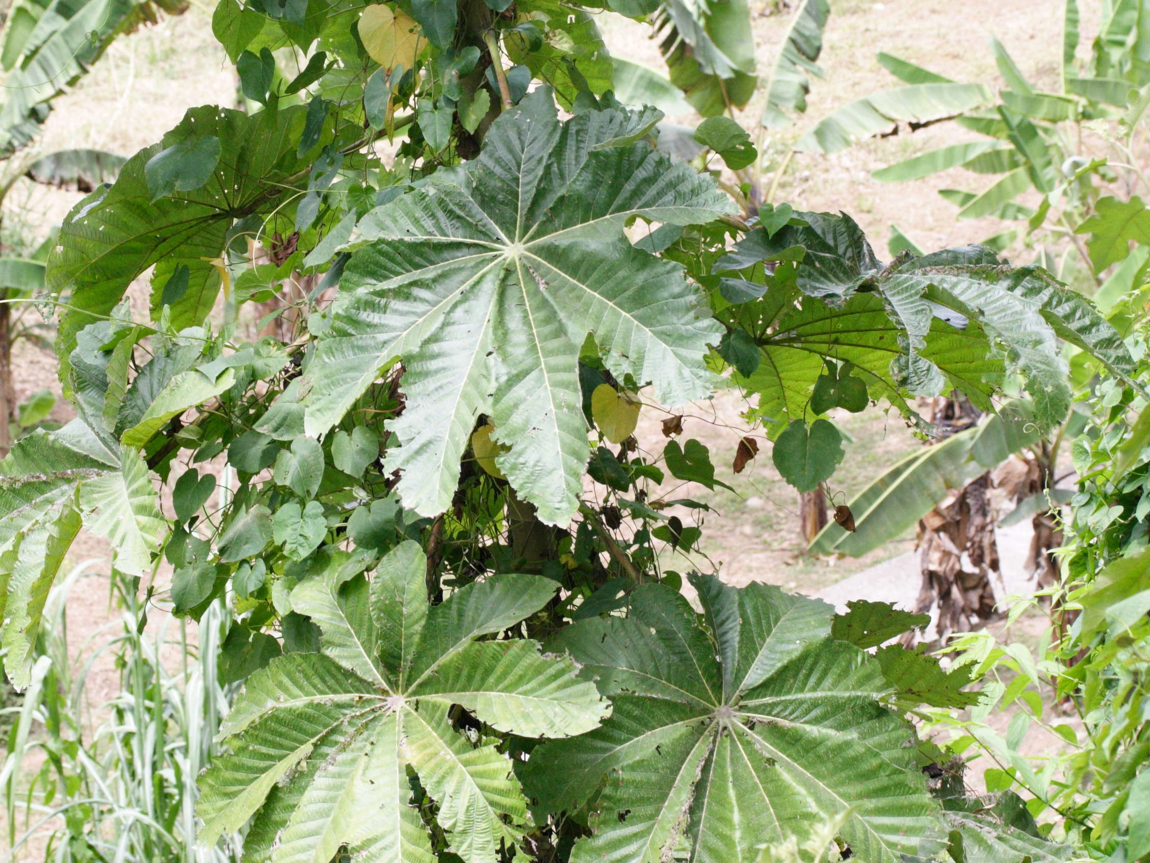 Afficher le média cecropia_schreberiana6md cecropia_schreberiana6md