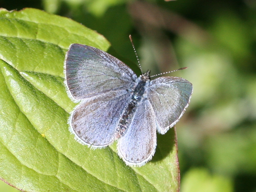 celastrina_argiolus2md