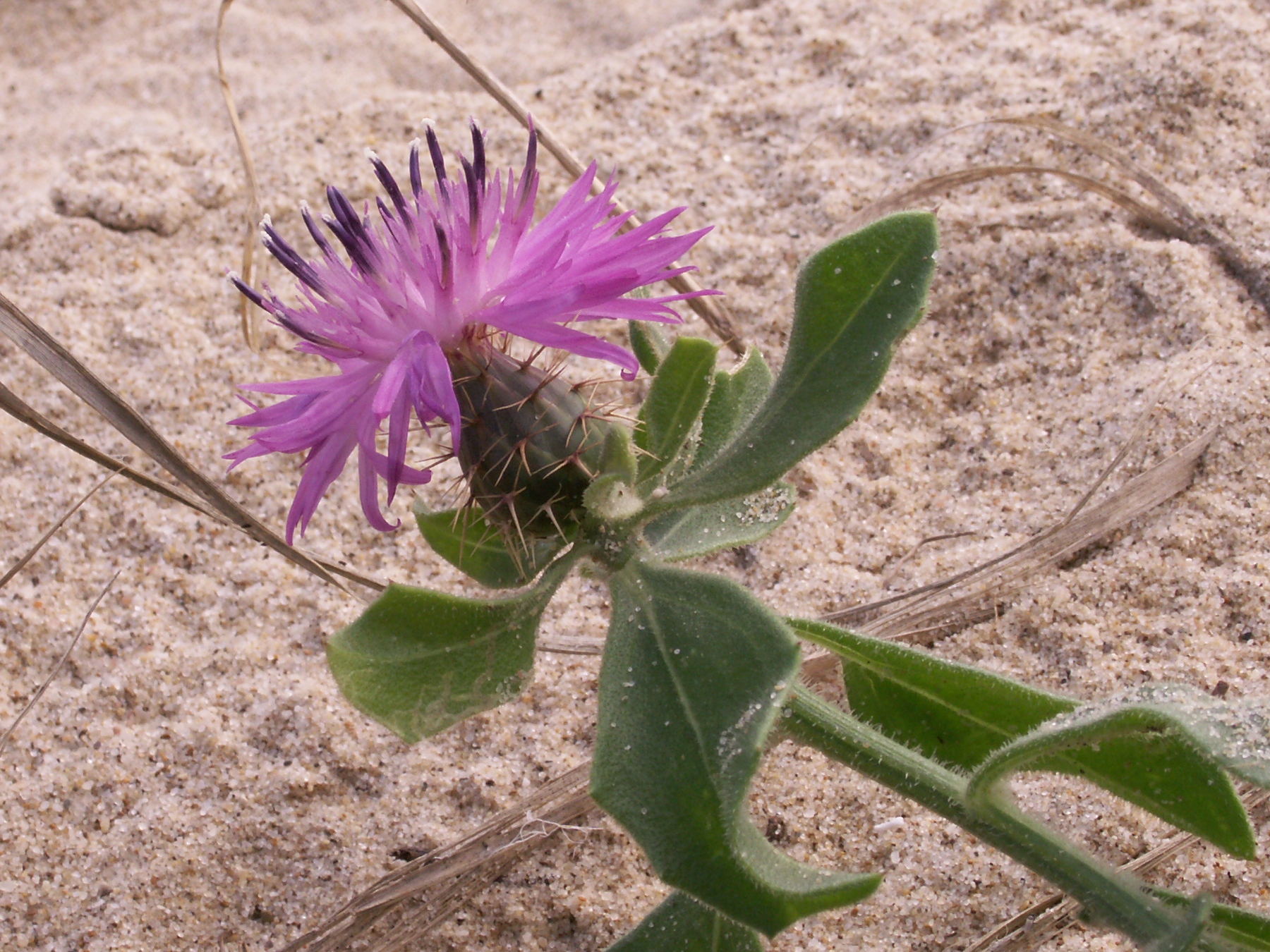 Afficher le média centaurea_sphaerocephala4bd centaurea_sphaerocephala4bd