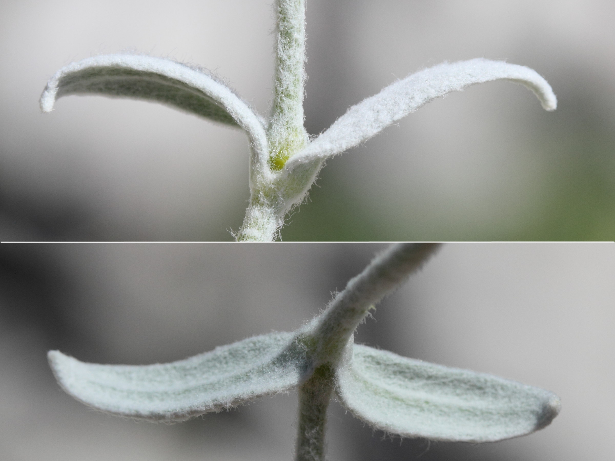 Afficher le média cerastium_tomentosum4md cerastium_tomentosum4md