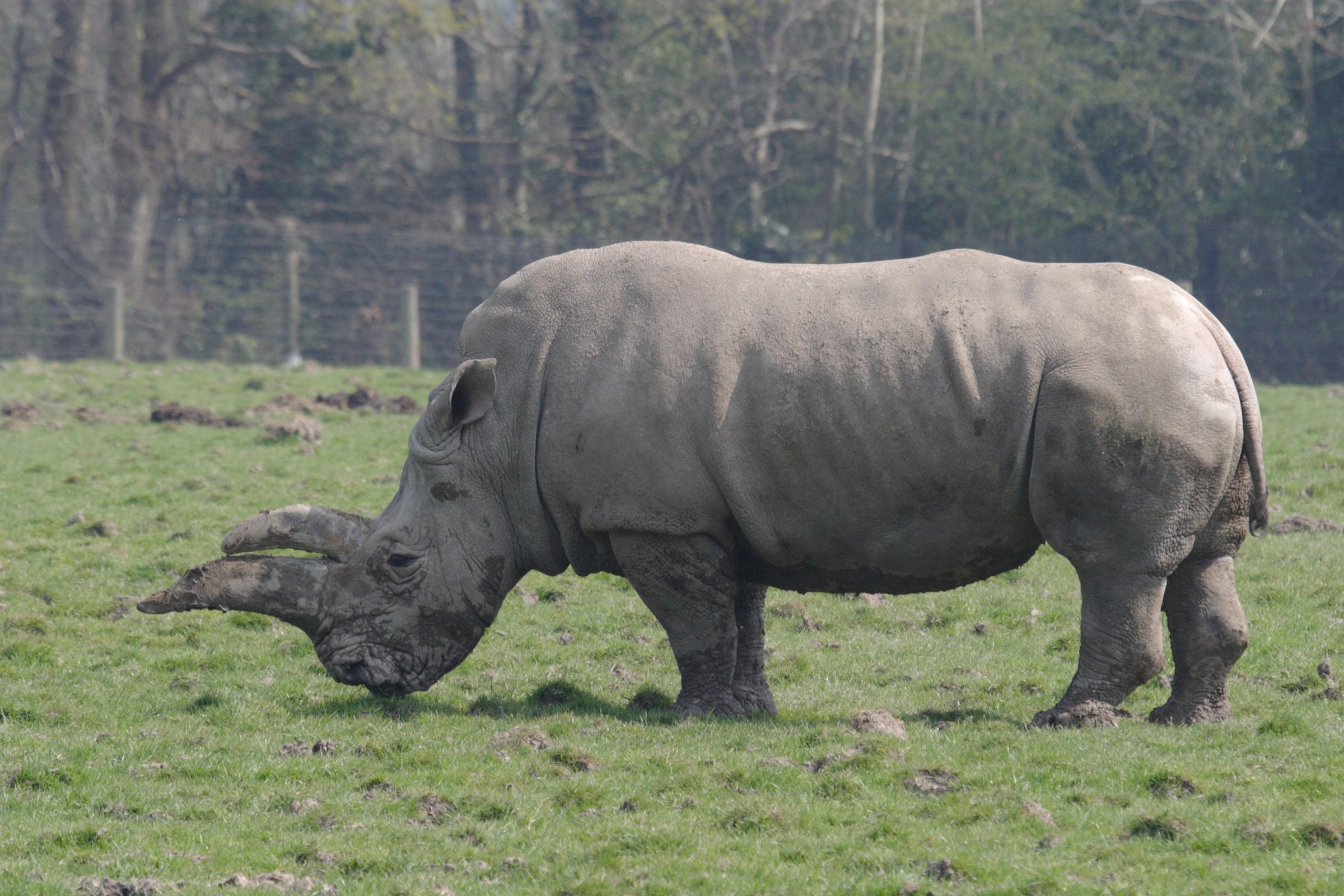 ceratotherium_simum2bd