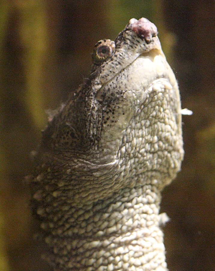 chelydra_serpentina6bd