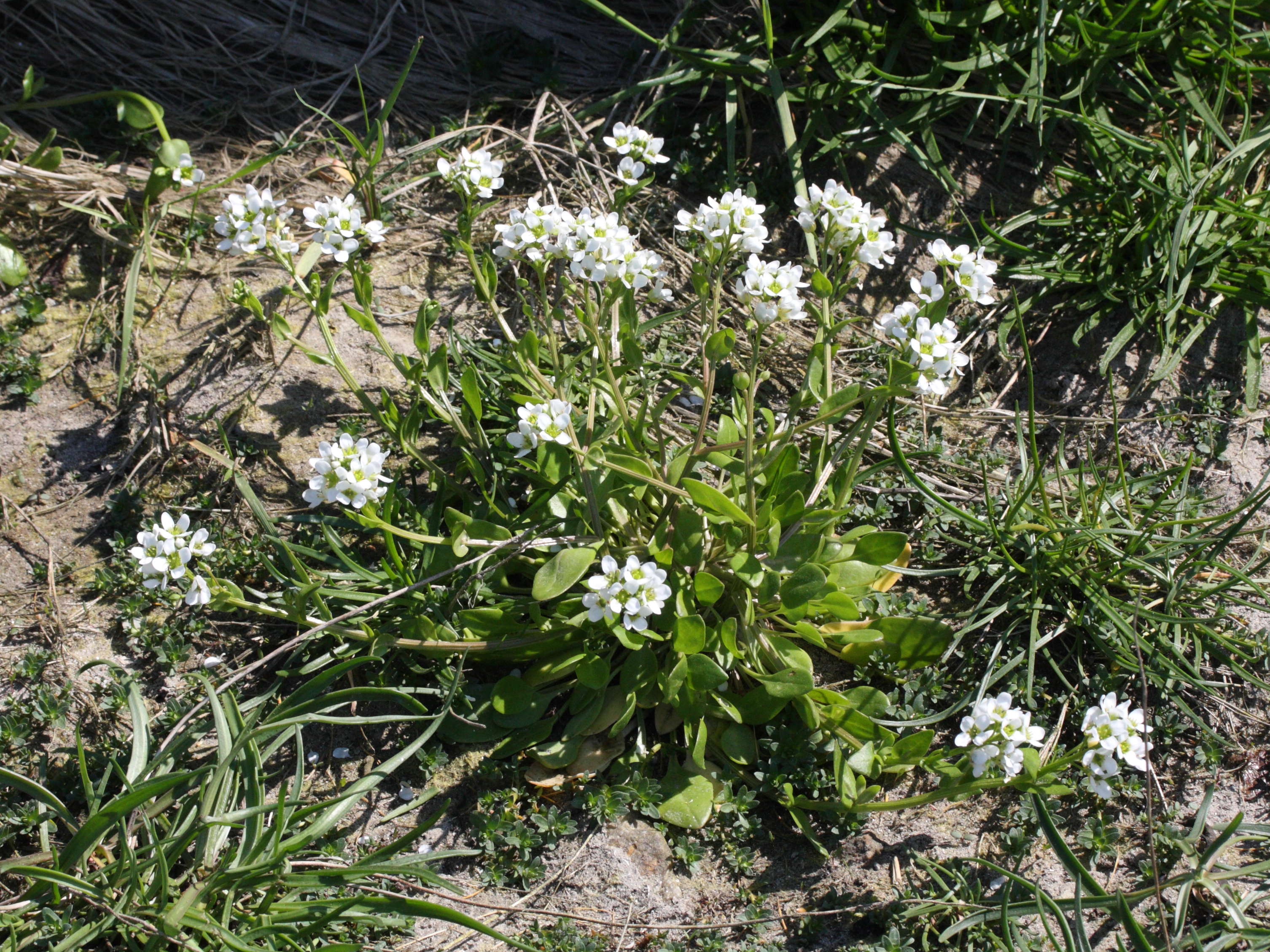 Afficher le média cochlearia_anglica1md cochlearia_anglica1md