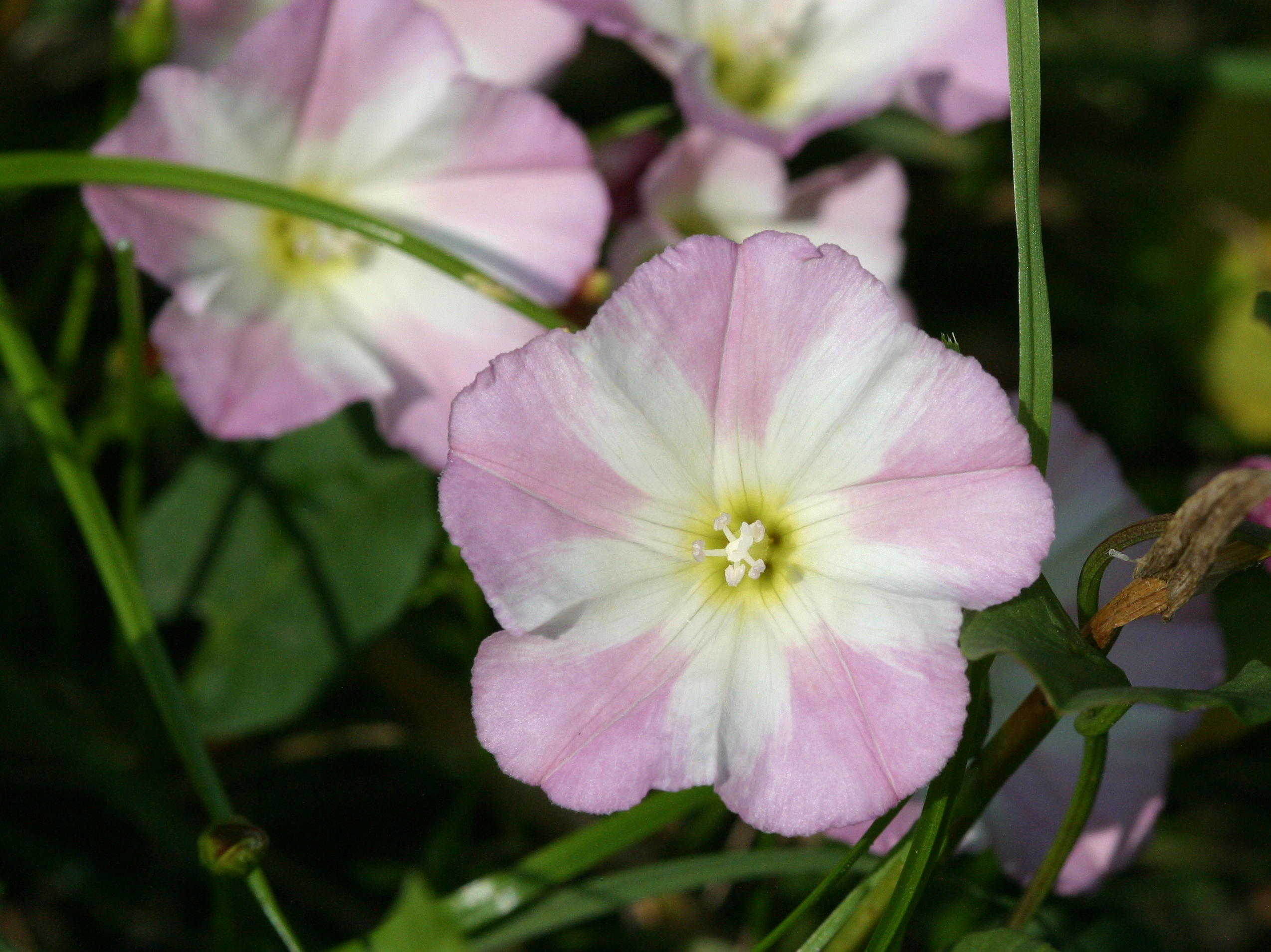 Afficher le média convolvulus_arvensis4bd convolvulus_arvensis4bd