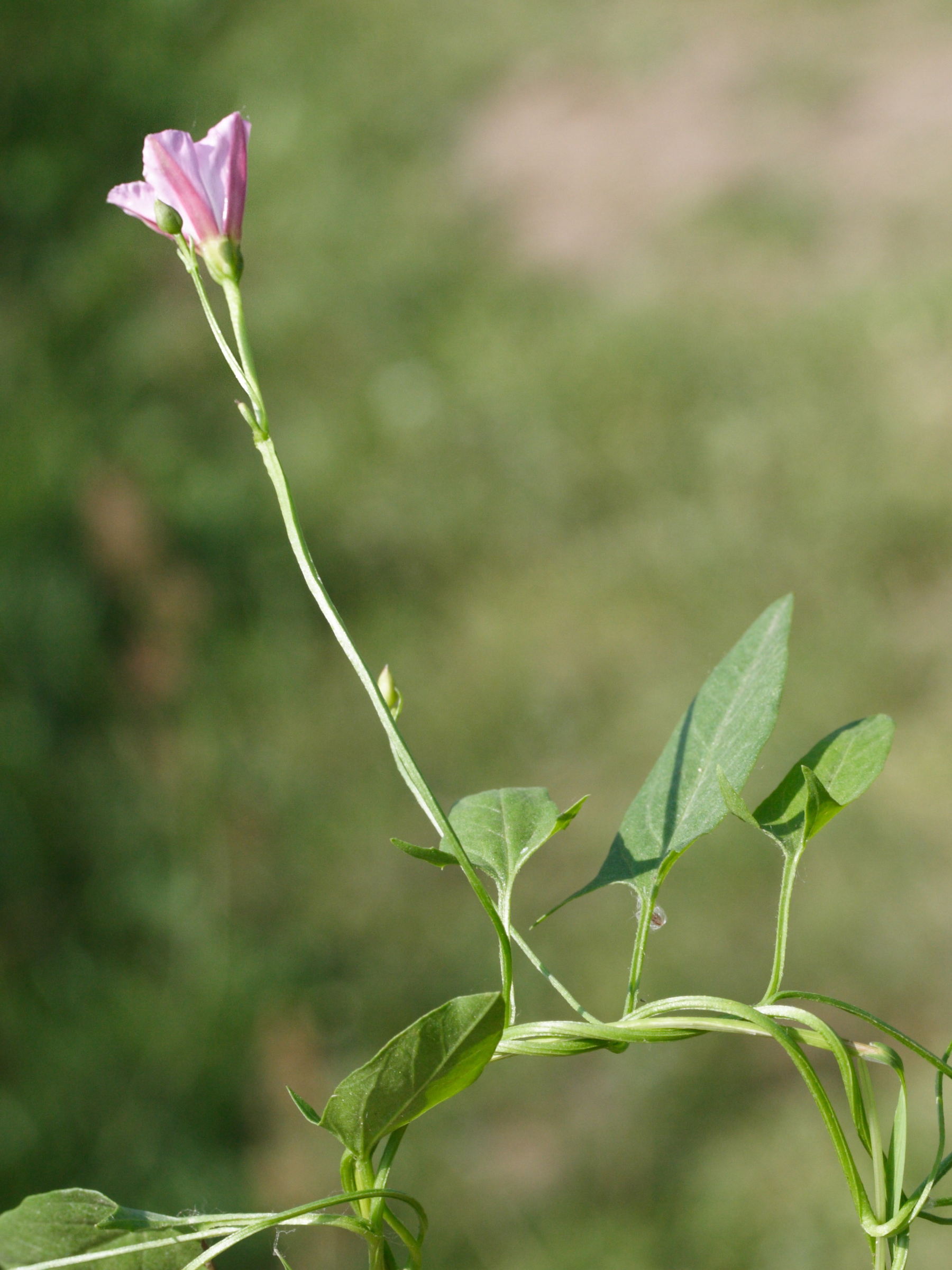 Afficher le média convolvulus_arvensis6md convolvulus_arvensis6md