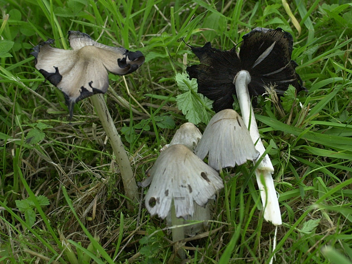Coprinopsis_atramentarius