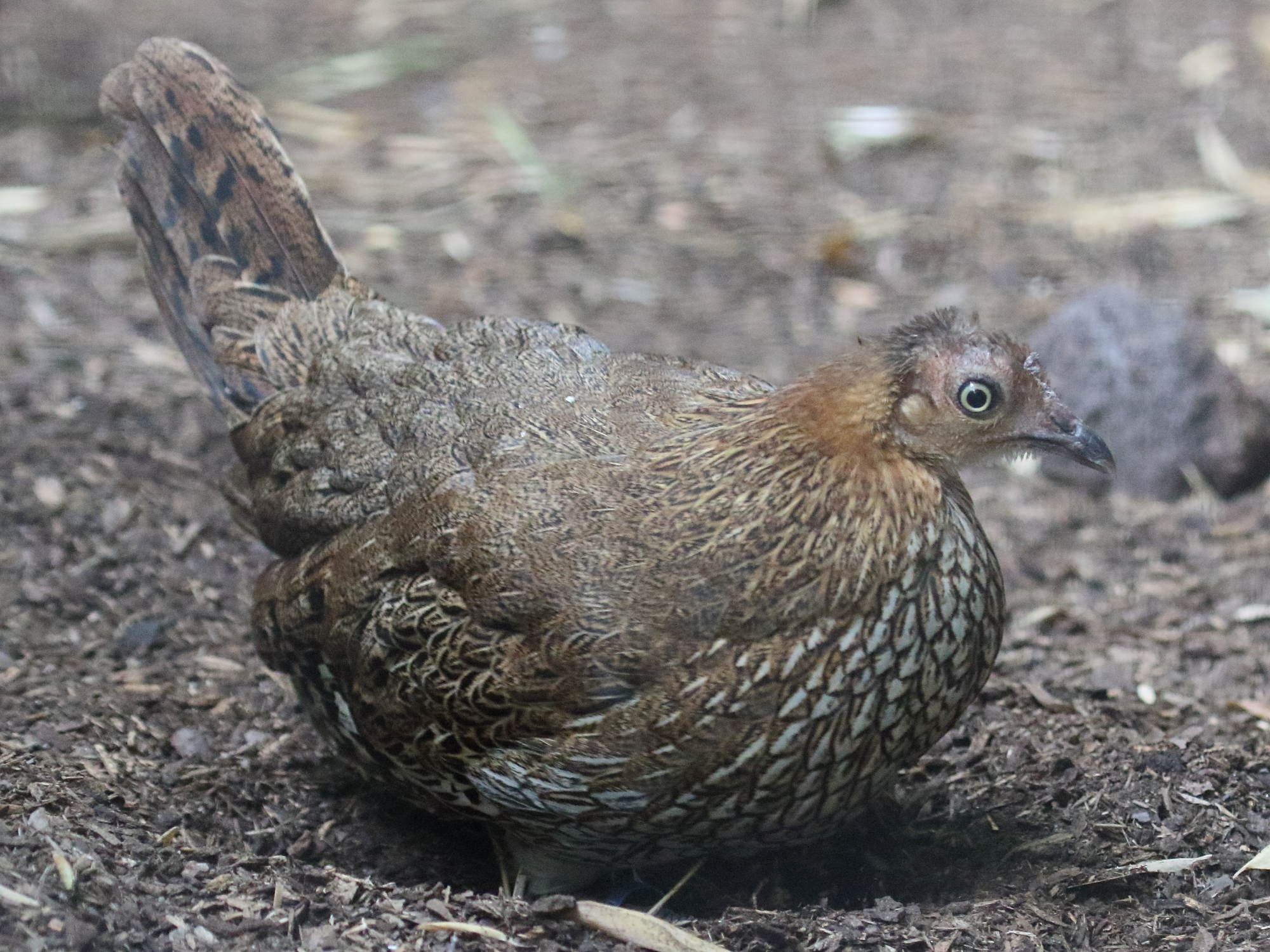 coq_de_lafayette_-_gallus_lafayettii3bd