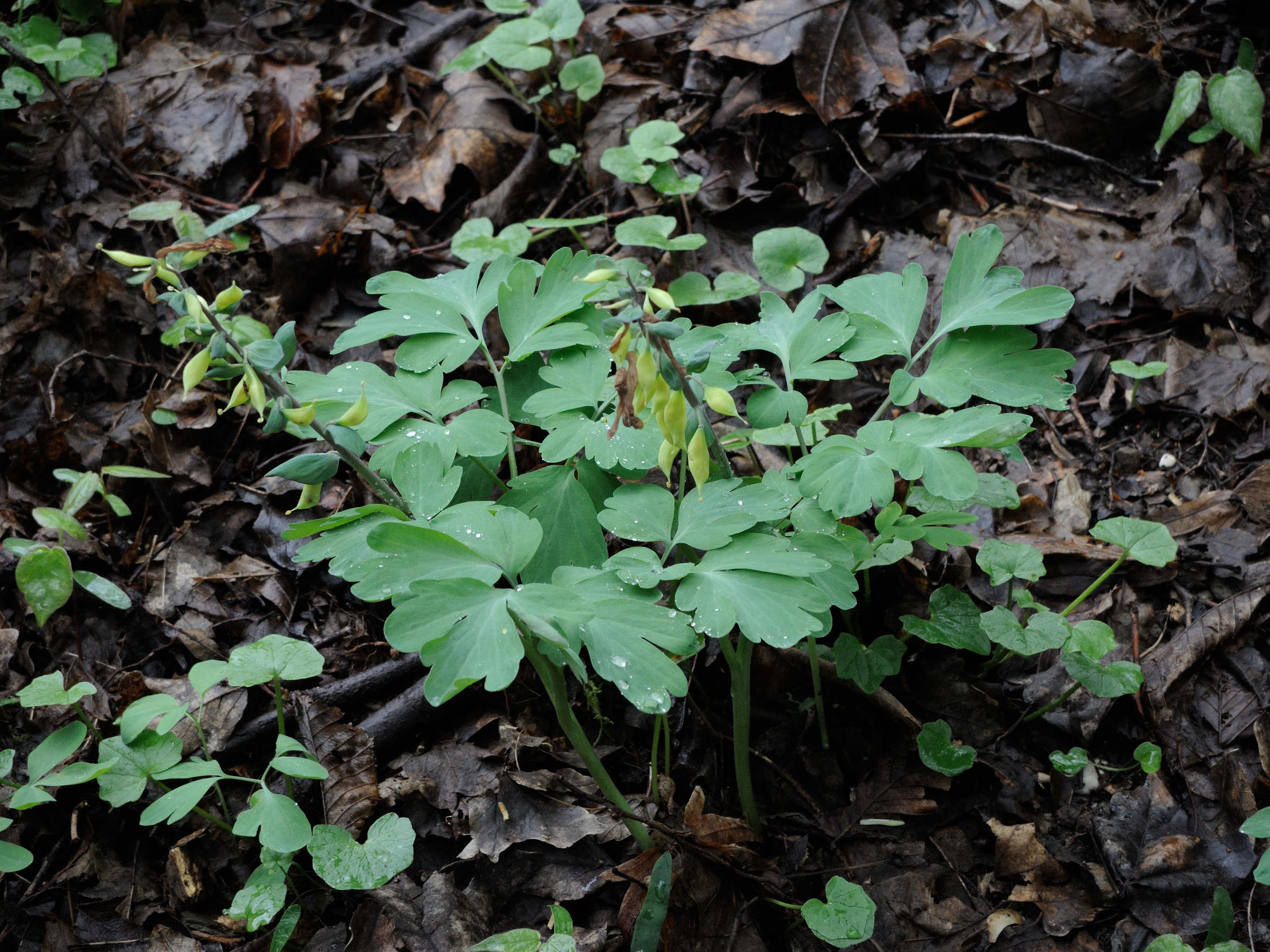 corydalis_solida4md