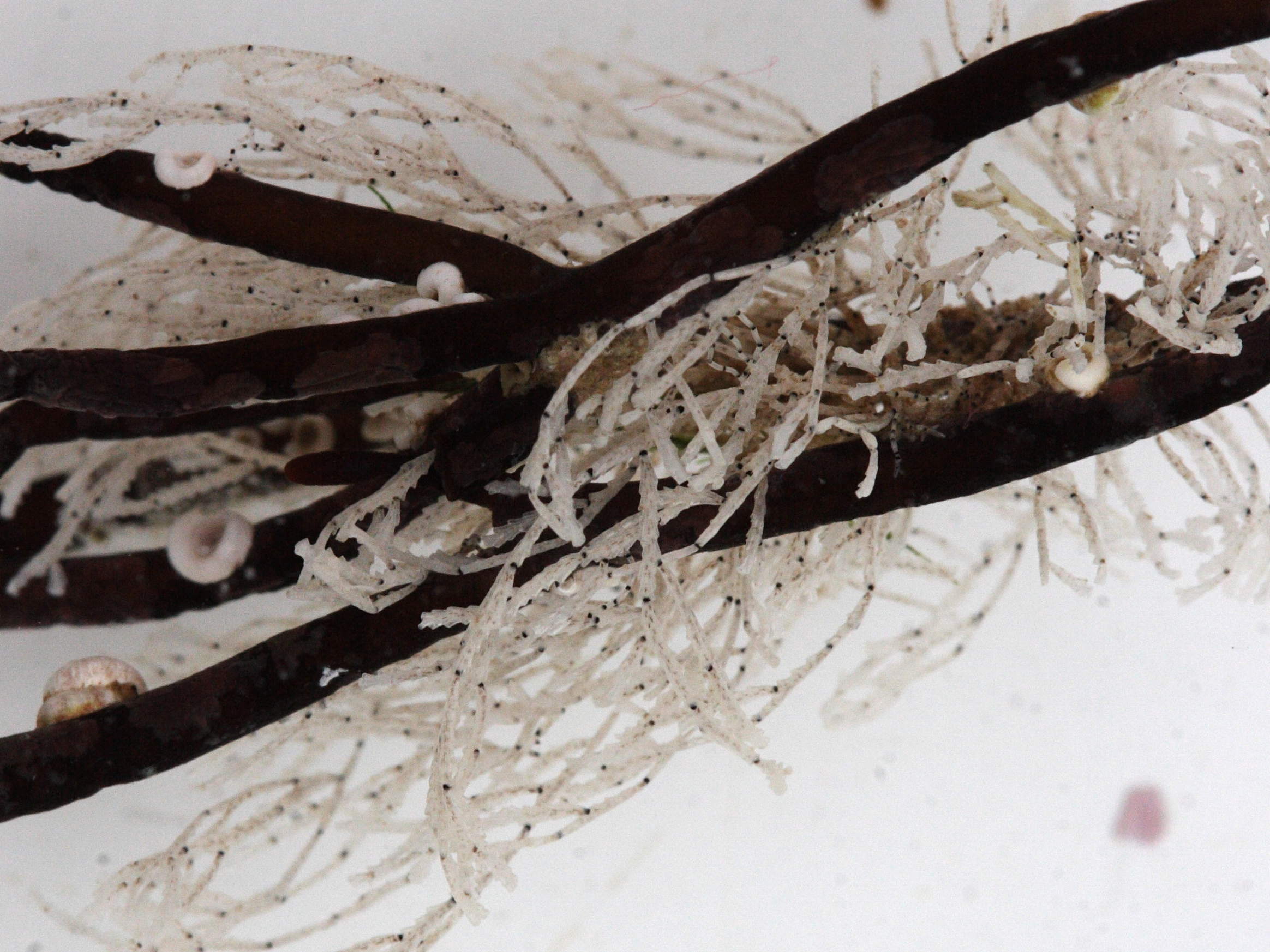 crisia_denticulata1md