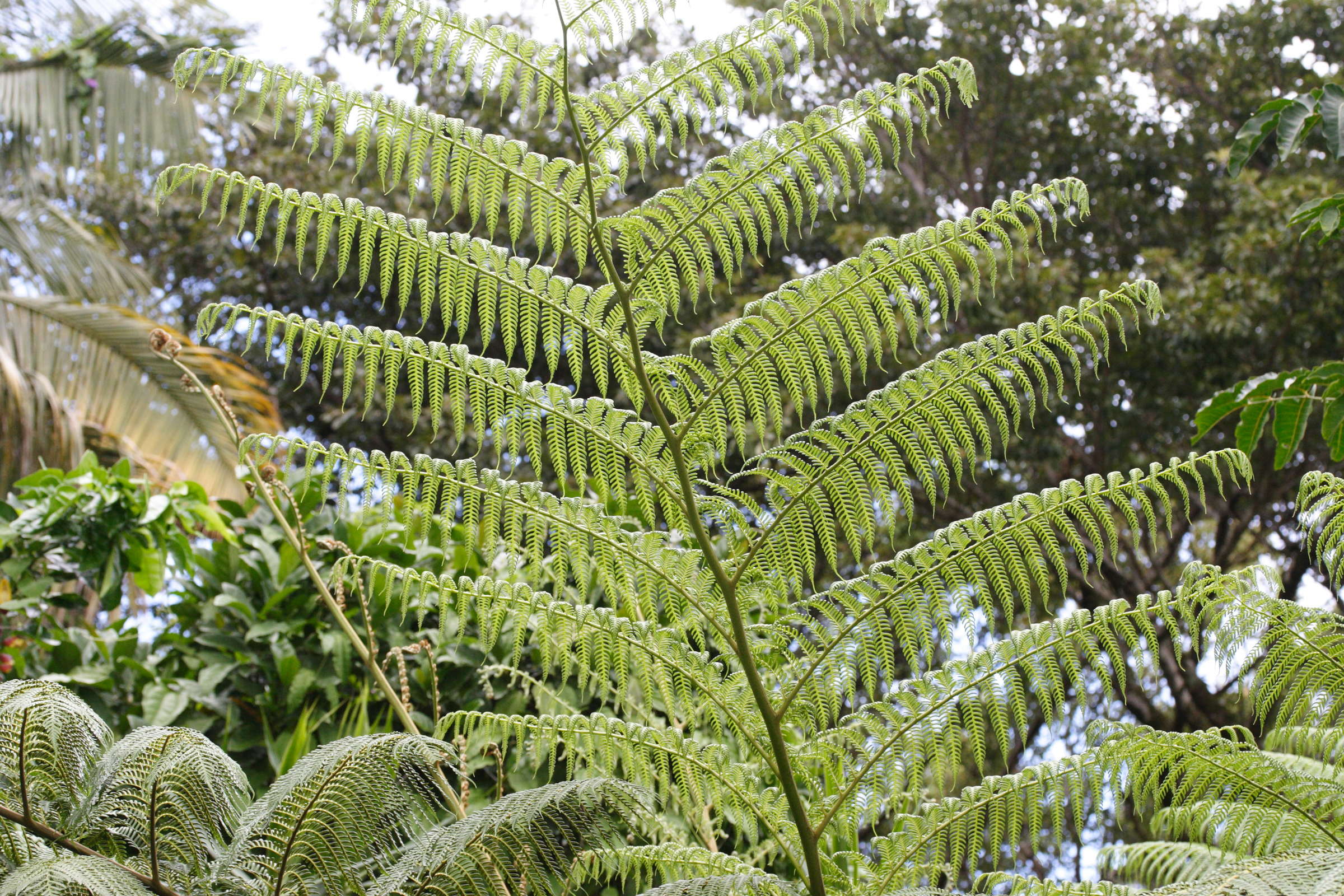 Afficher le média Cyathaea_cooperi Cyathaea_cooperi